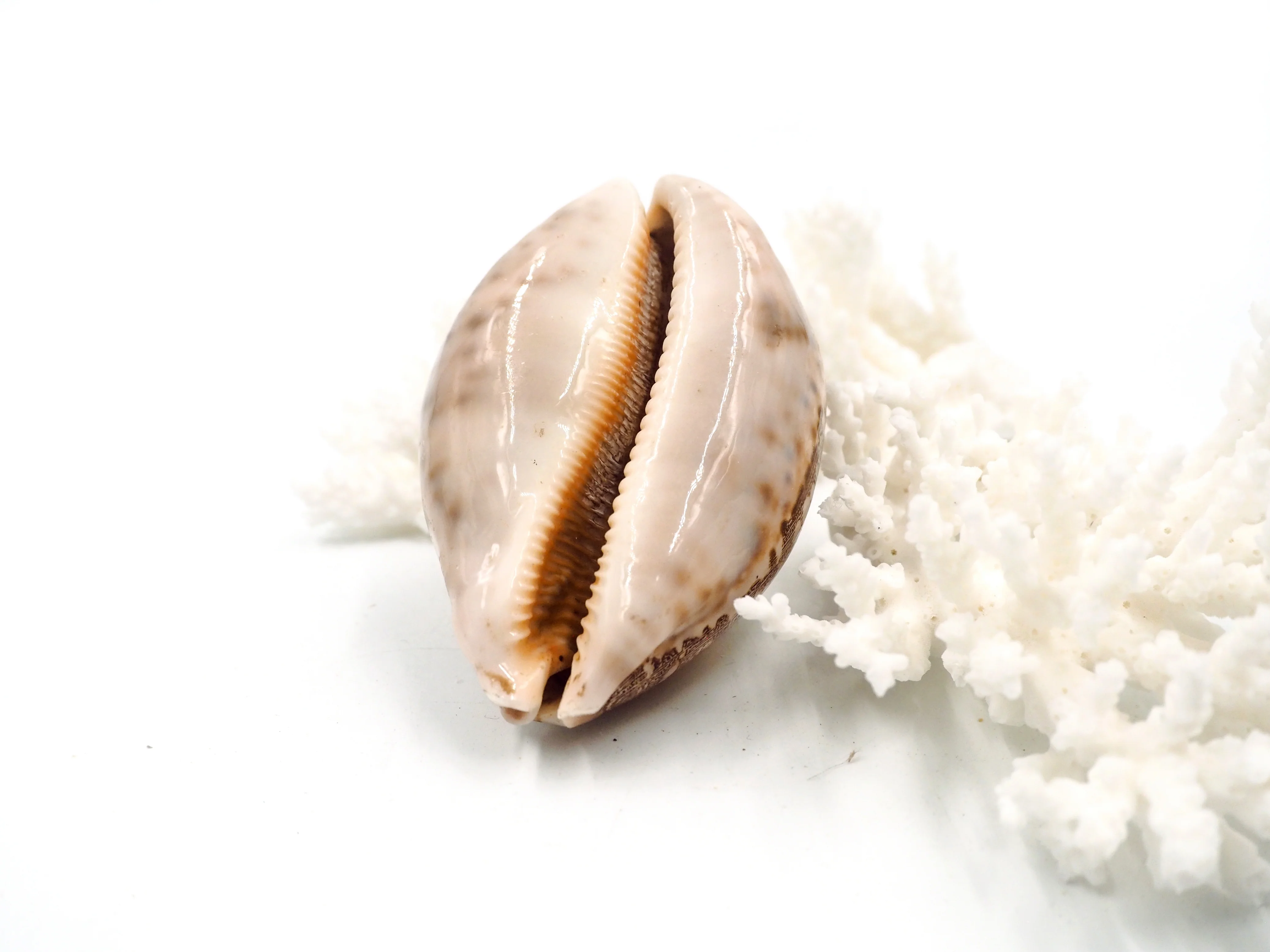 Creamy Brown and Beige Cowrie Shell - Image 4