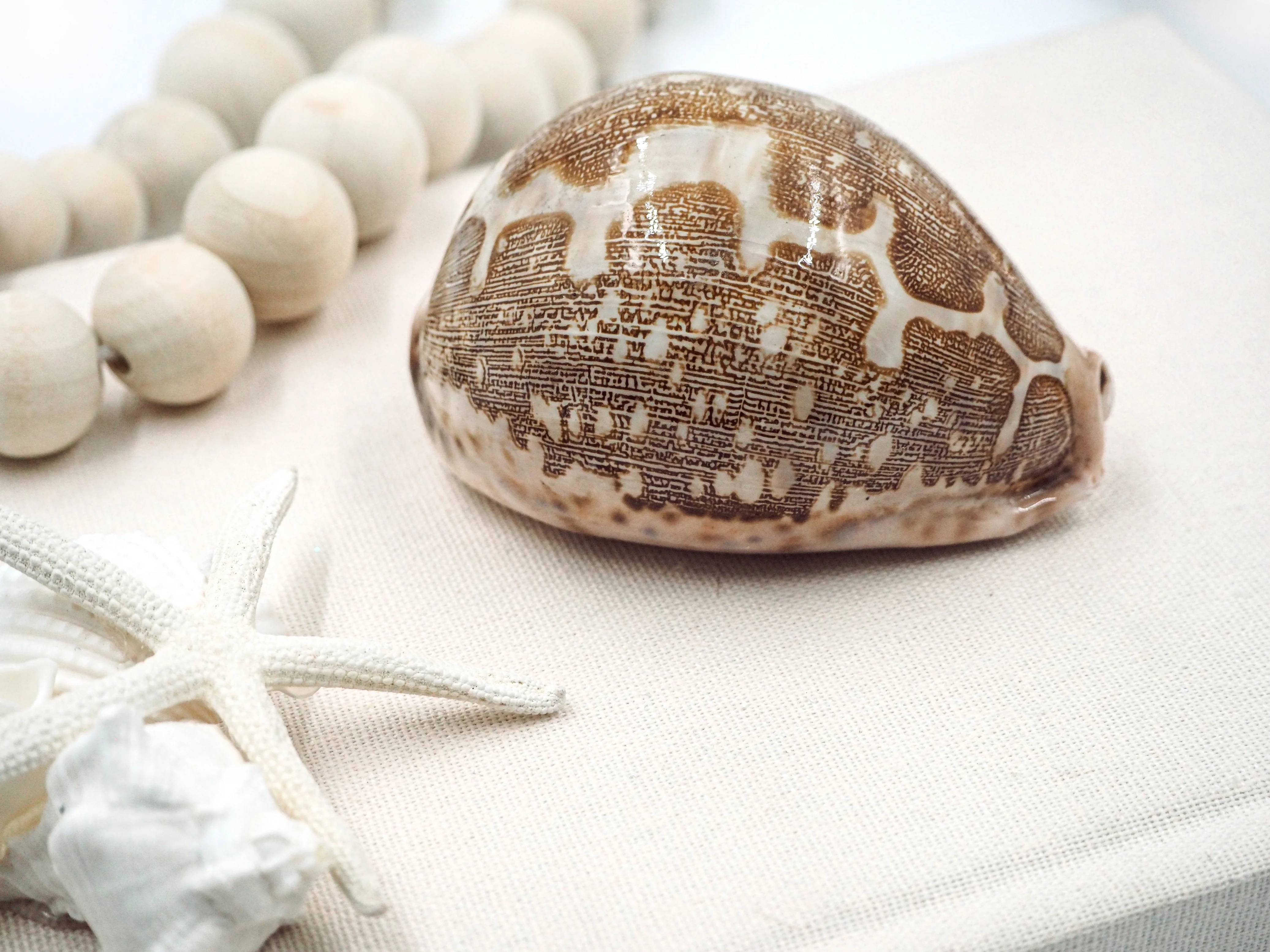 Creamy Brown and Beige Cowrie Shell - Image 5