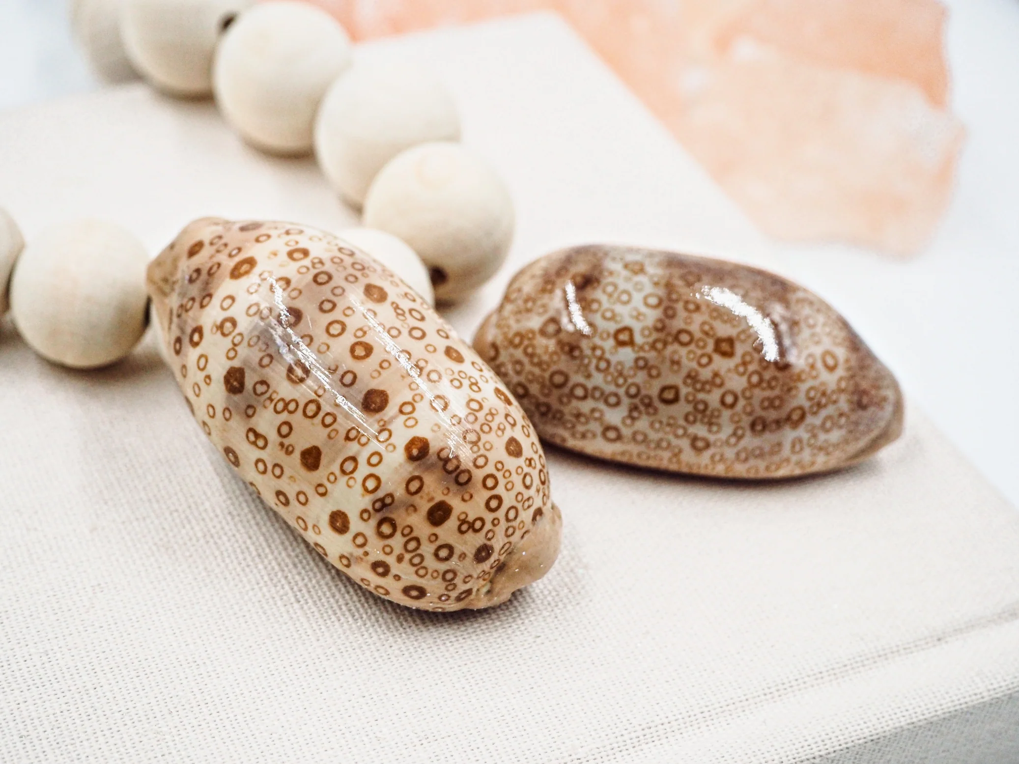 Creamy Brown and Beige Spotty Cowrie Shell - Image 3