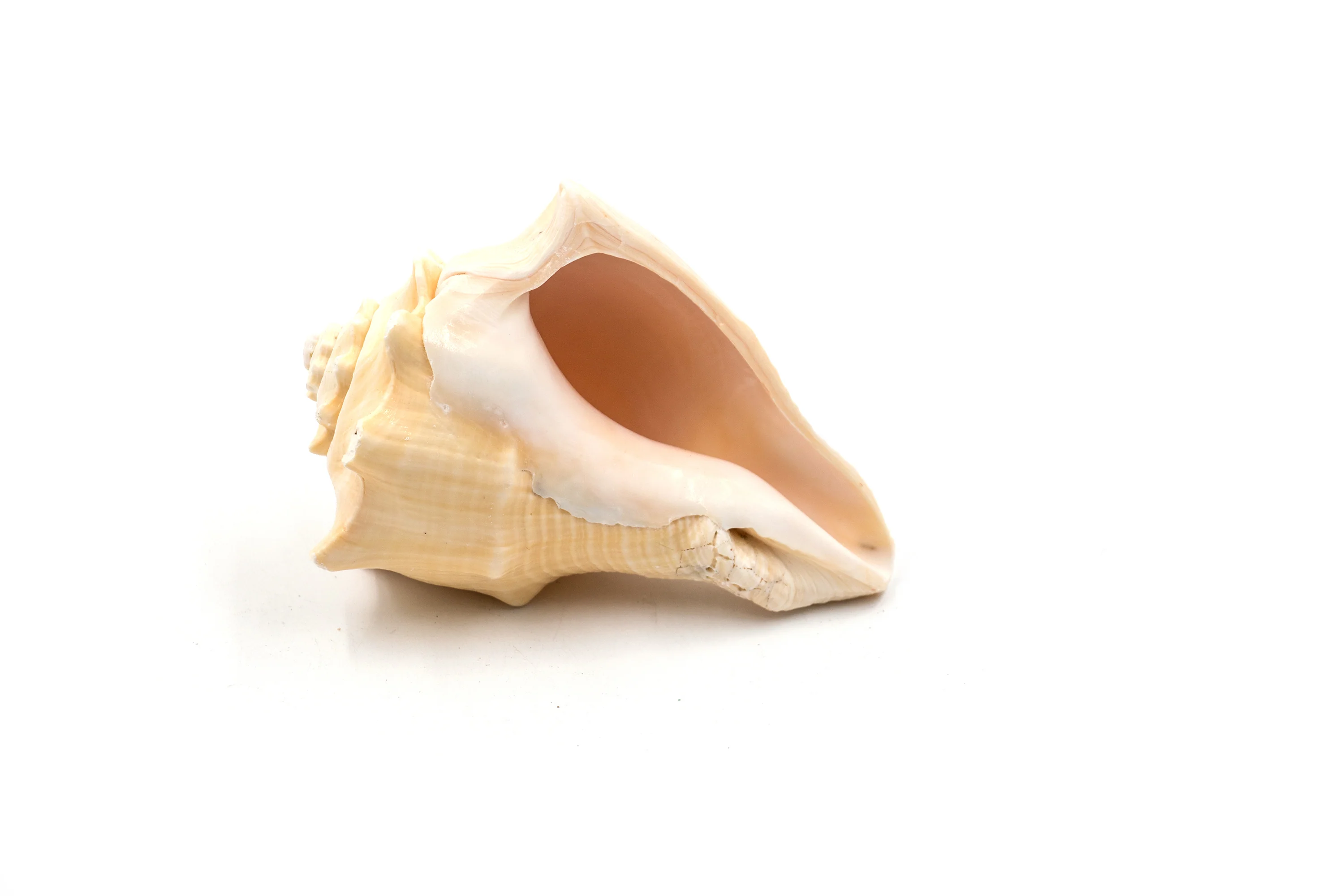 Beige Heavy Conch Shell - Image 3