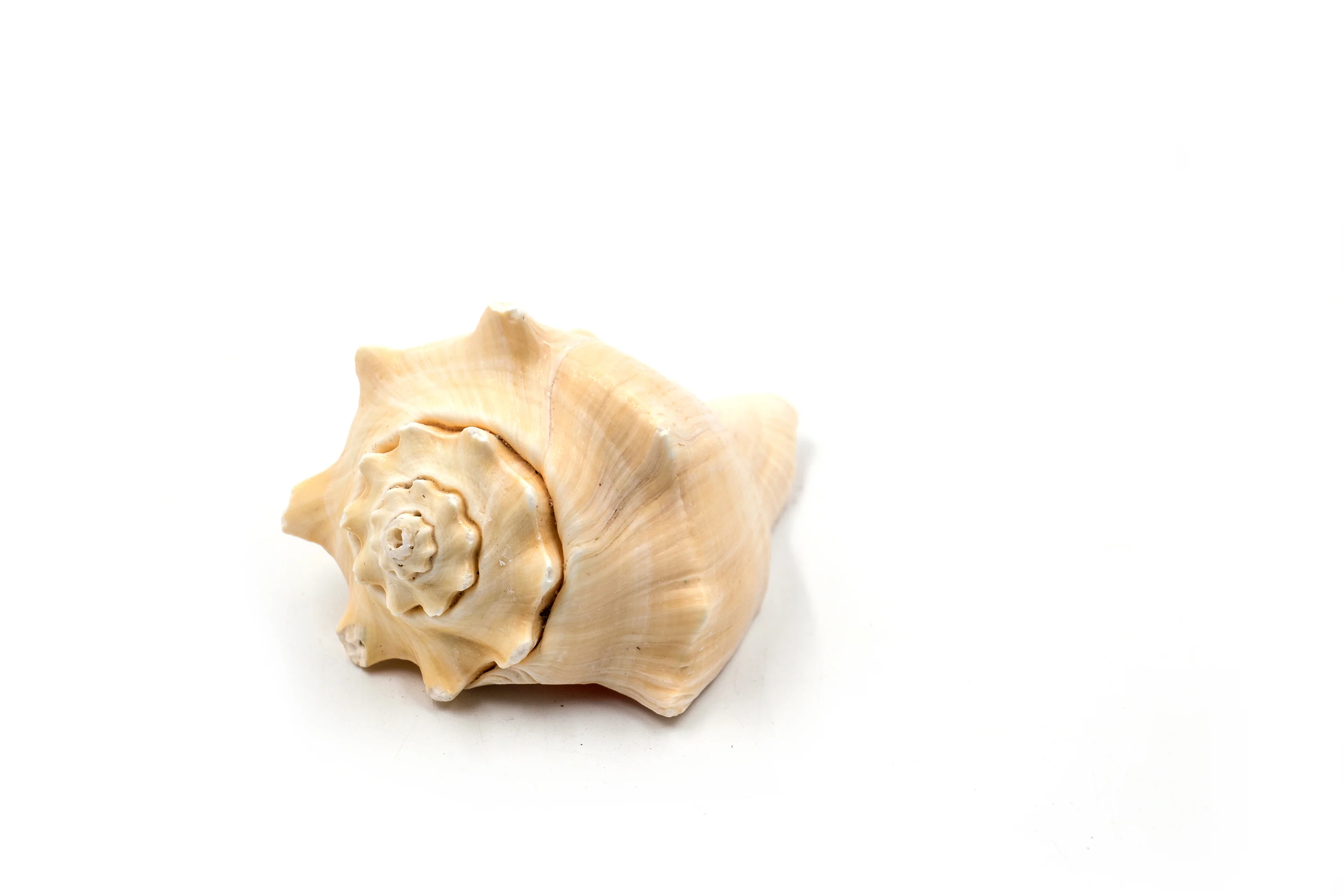 Beige Heavy Conch Shell - Image 4