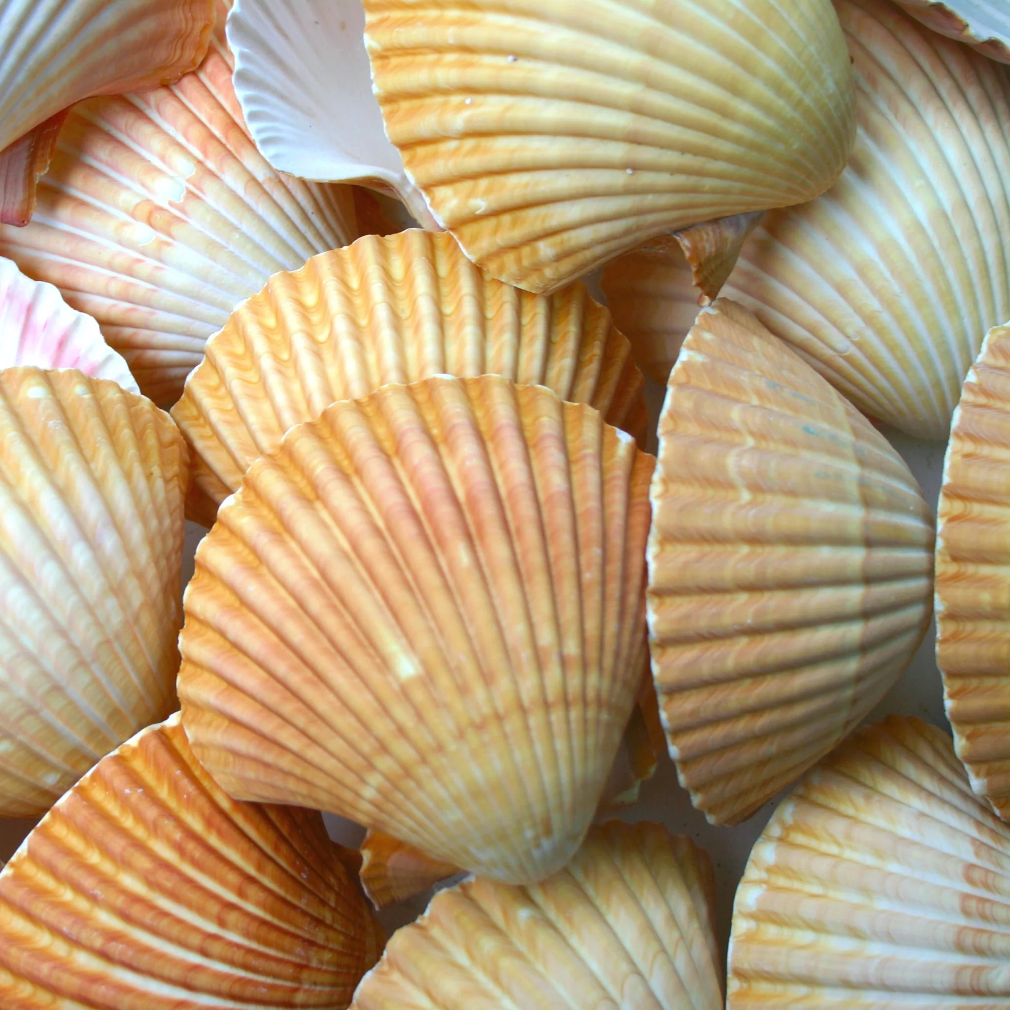 Beige Deep Scallop Shells - 1 Kg - Image 3