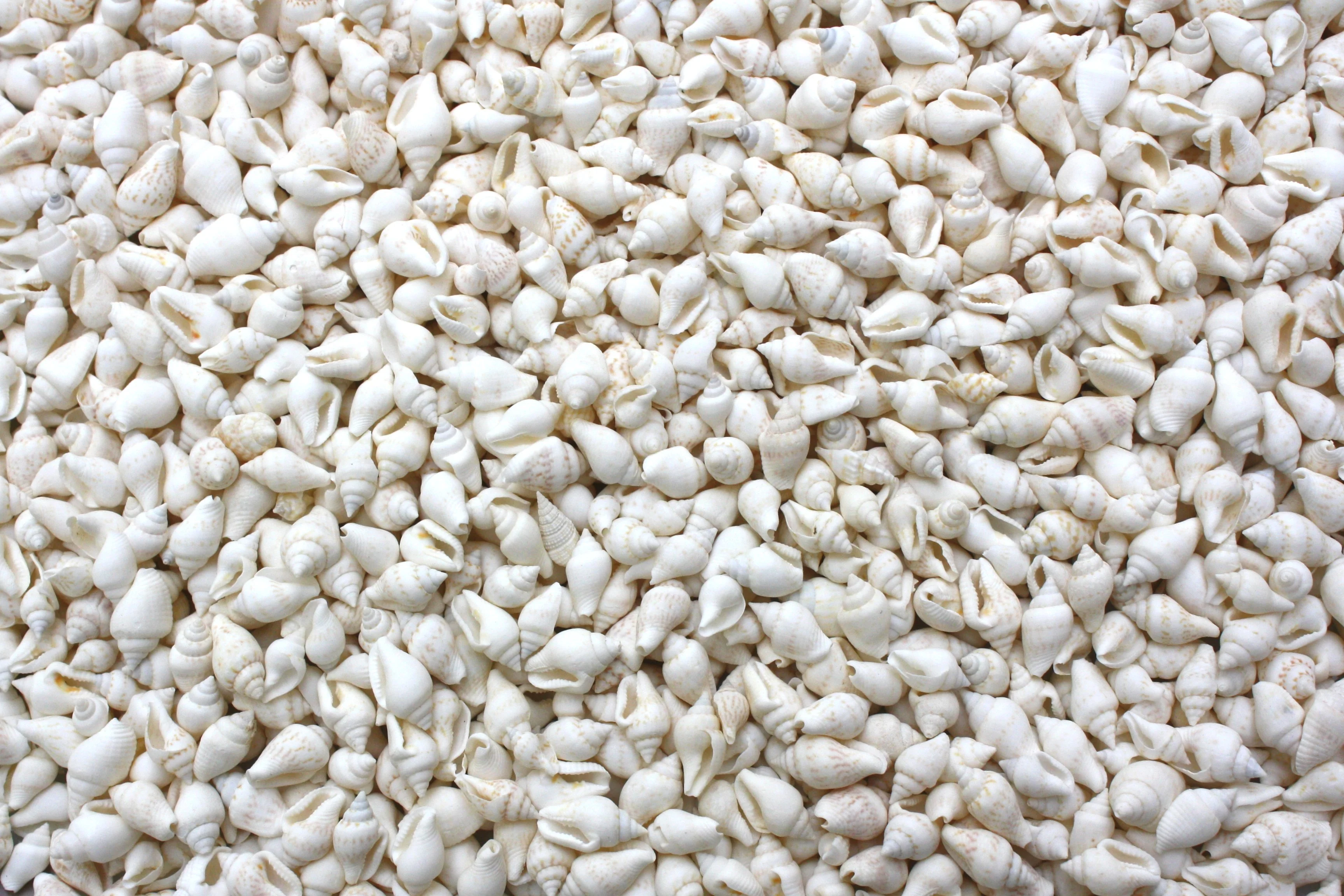 Dotted Dove White Tiny Whelk Shells - 1 Kg - Image 3