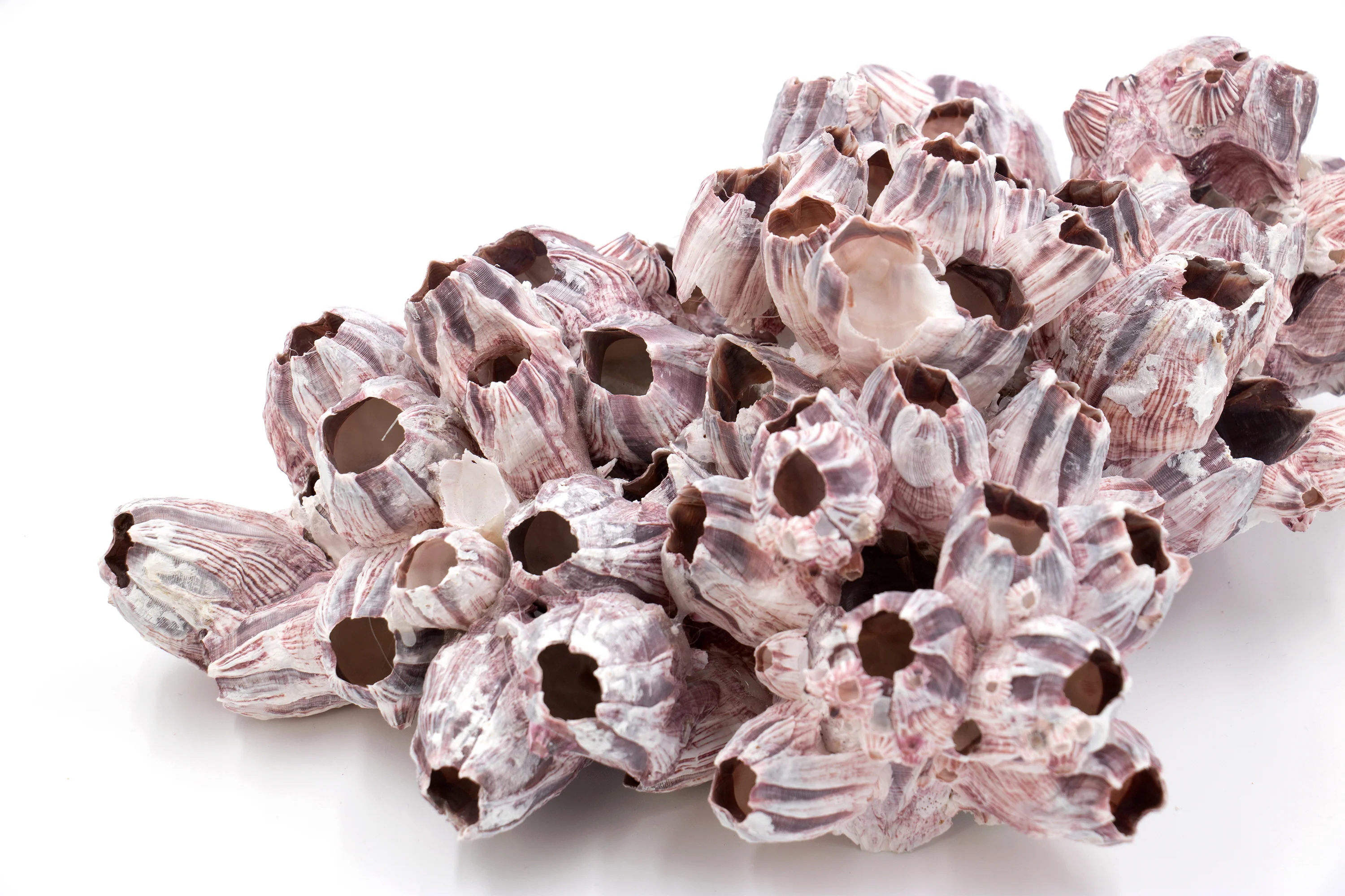 Extra Large Pink and Purple Barnacle Clusters - Image 3