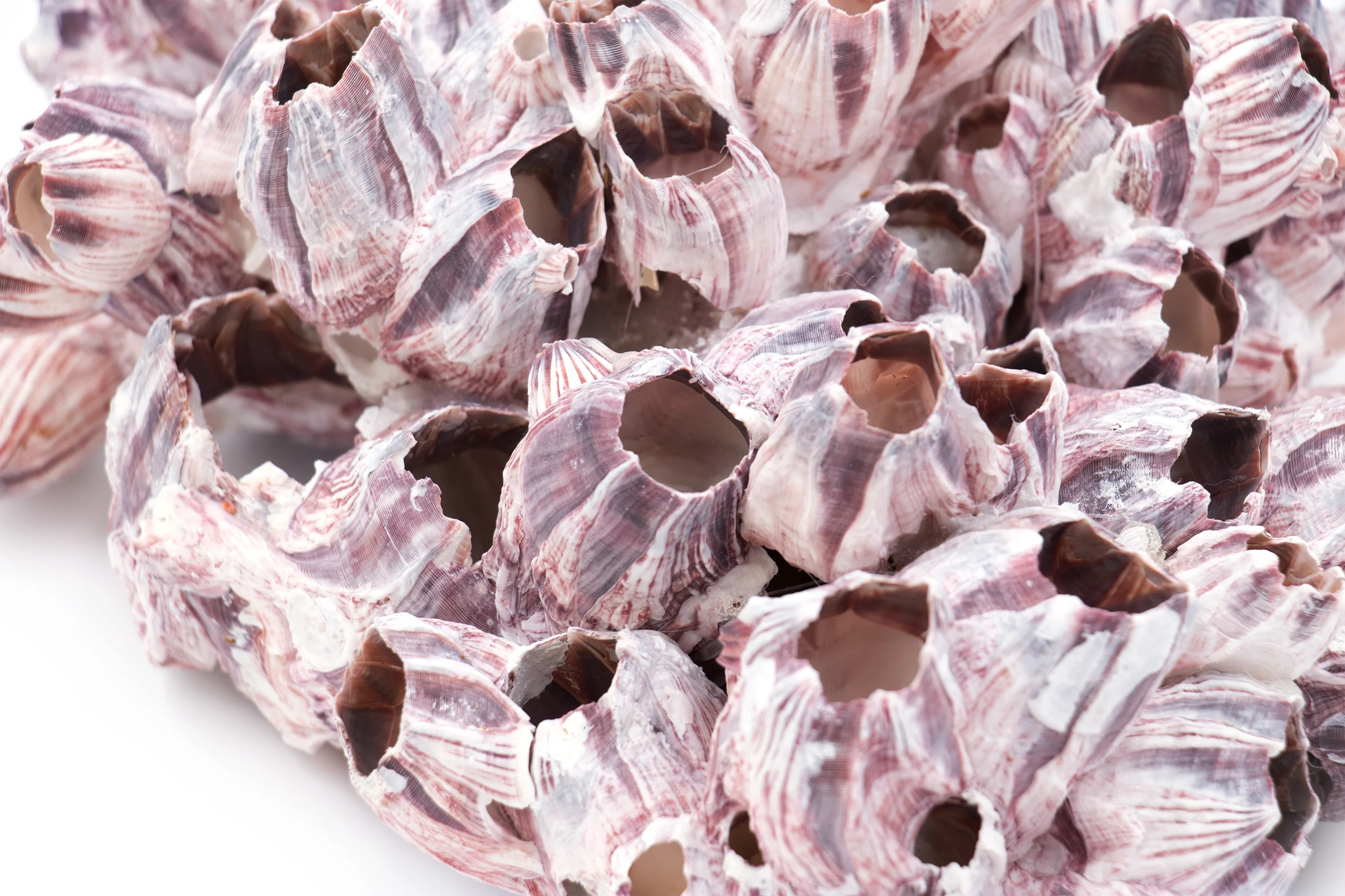 Extra Large Pink and Purple Barnacle Clusters - Image 4