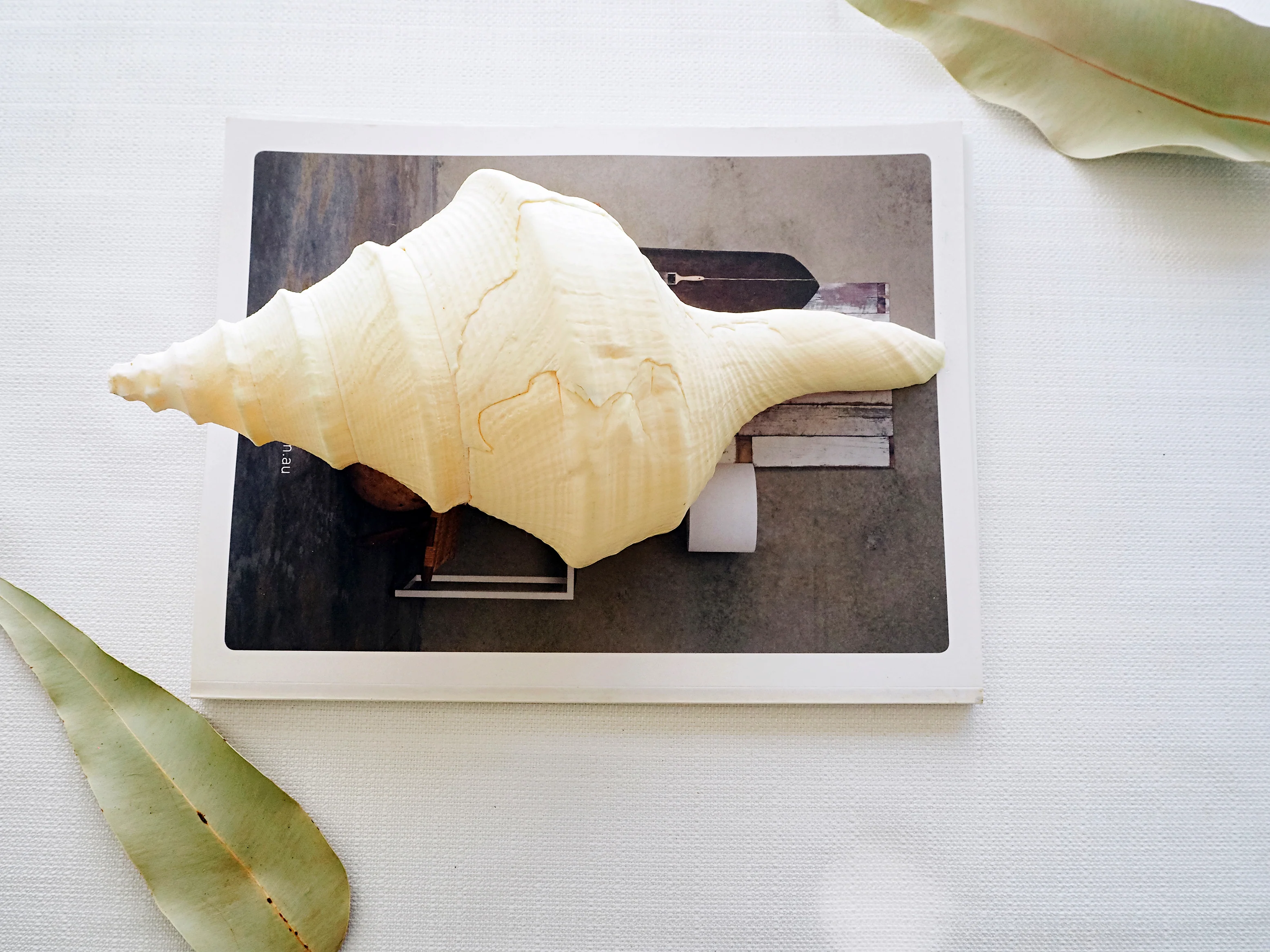 Giant Creamy Beige Trumpet Triton Shell - Image 3