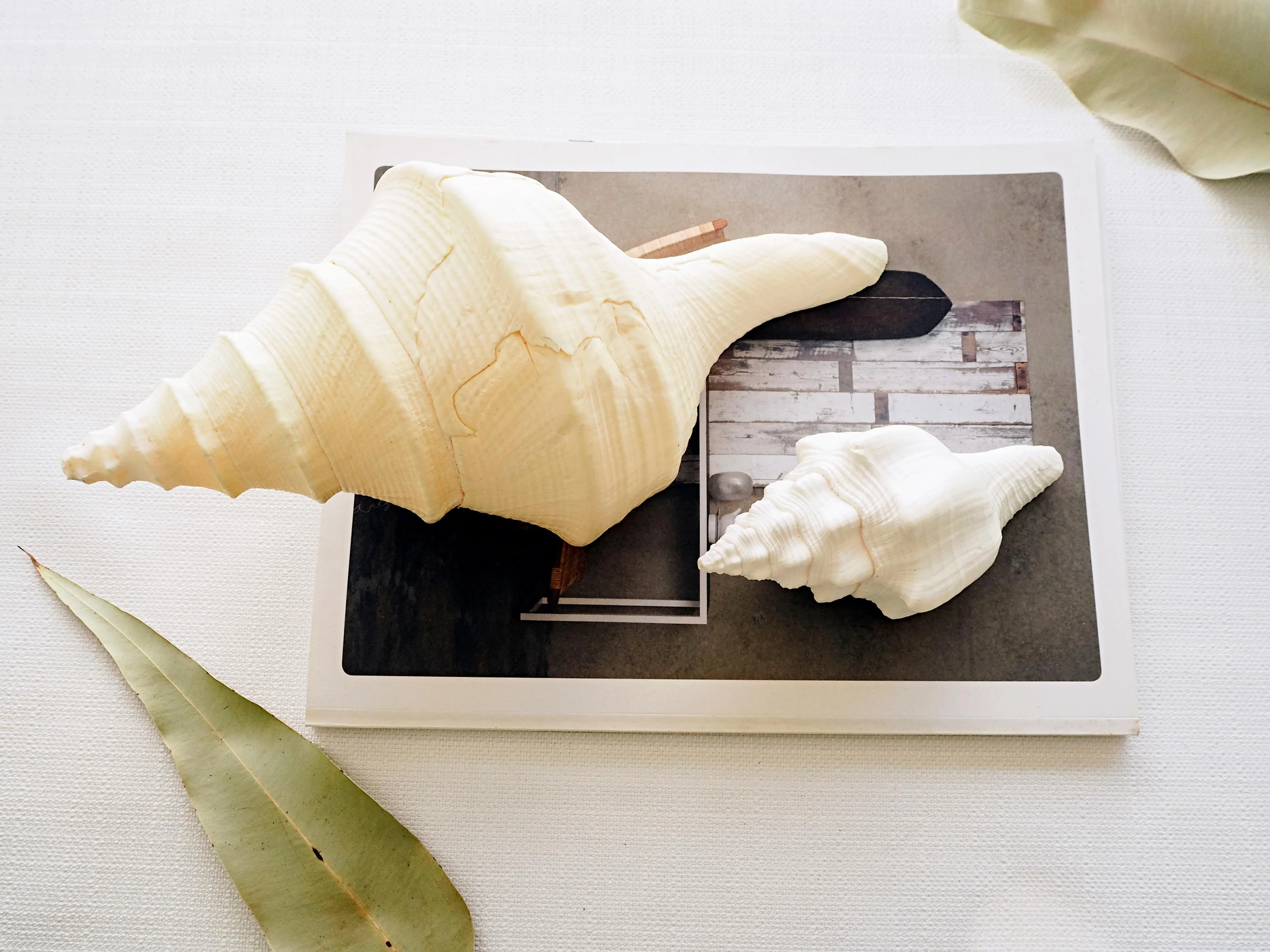 Giant Creamy Beige Trumpet Triton Shell - Image 4