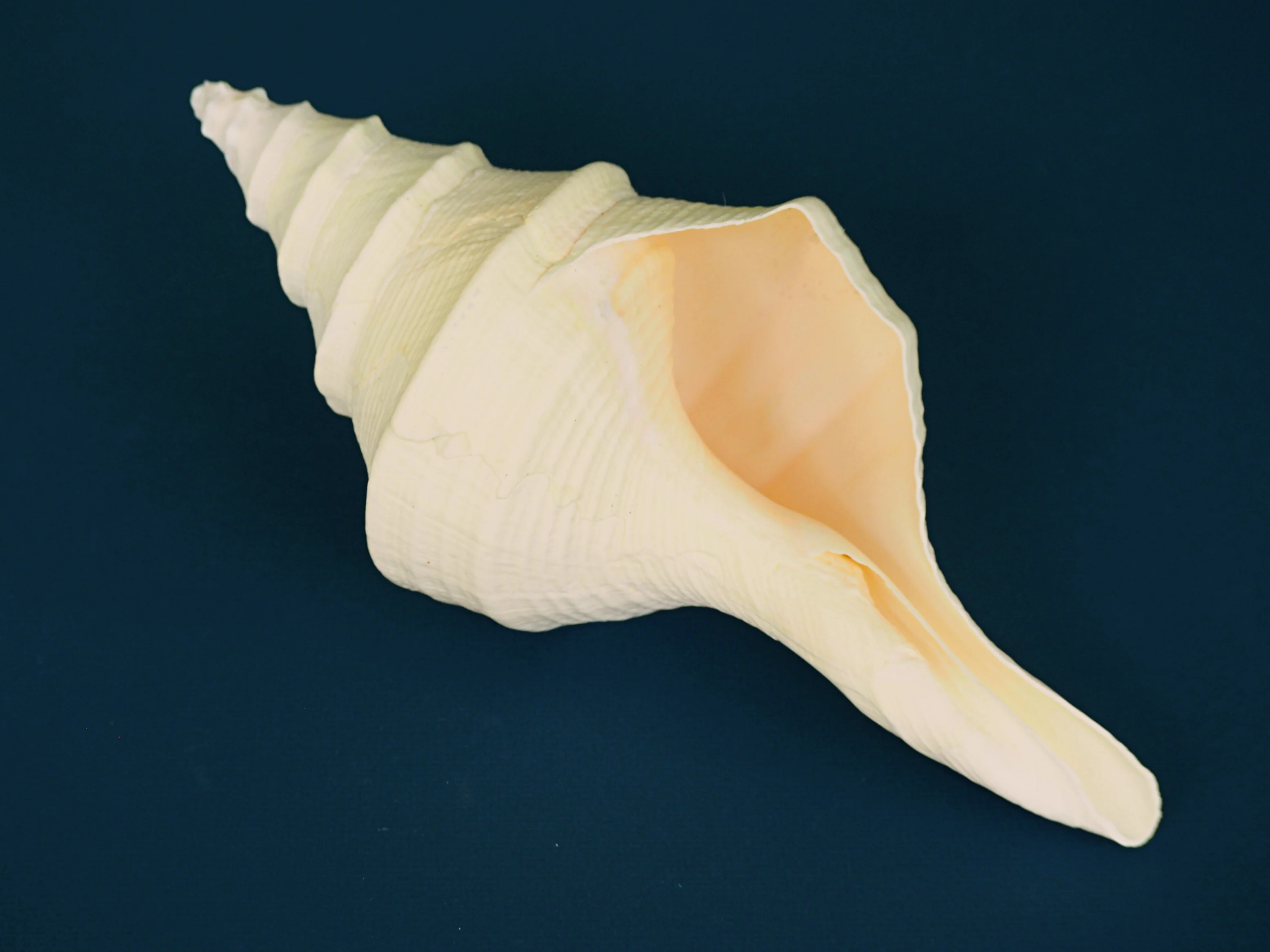 Giant Creamy Beige Trumpet Triton Shell - Image 5