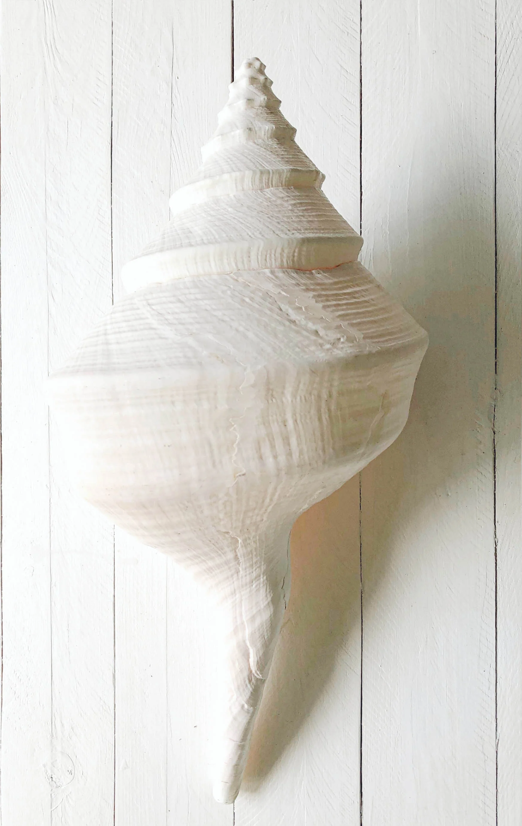 Giant Natural White Trumpet Triton Shell - Image 3