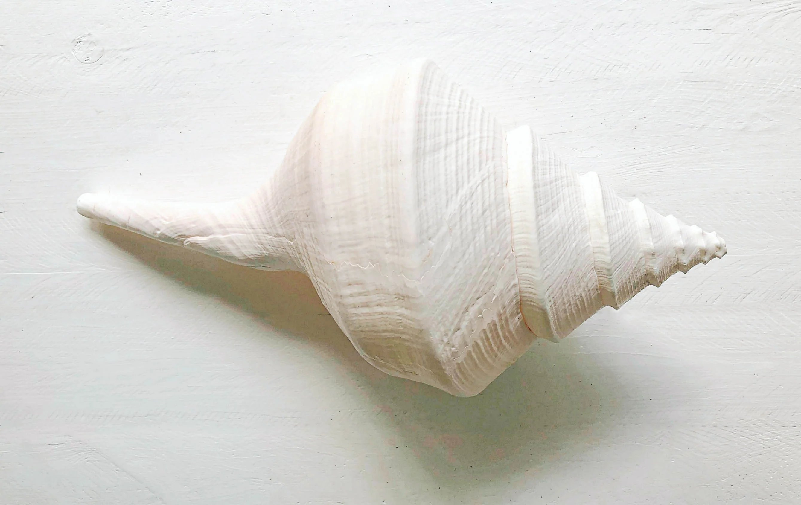 Giant Natural White Trumpet Triton Shell - Image 4