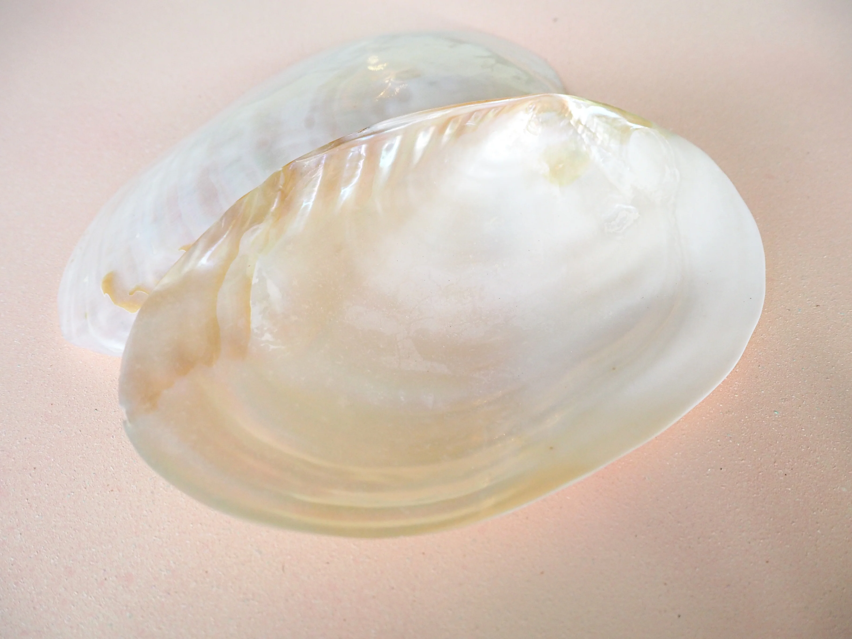Giant Pearl White Mussel Shell Half - Image 5