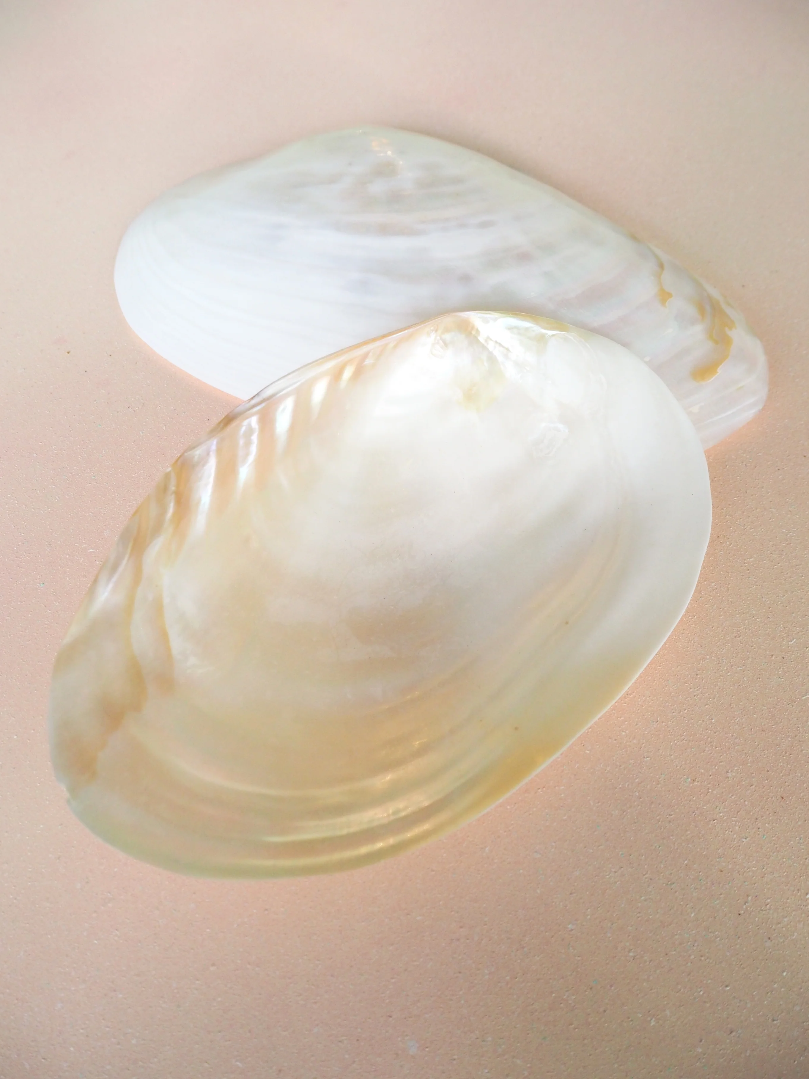 Giant Pearl White Mussel Shell Half - Image 6