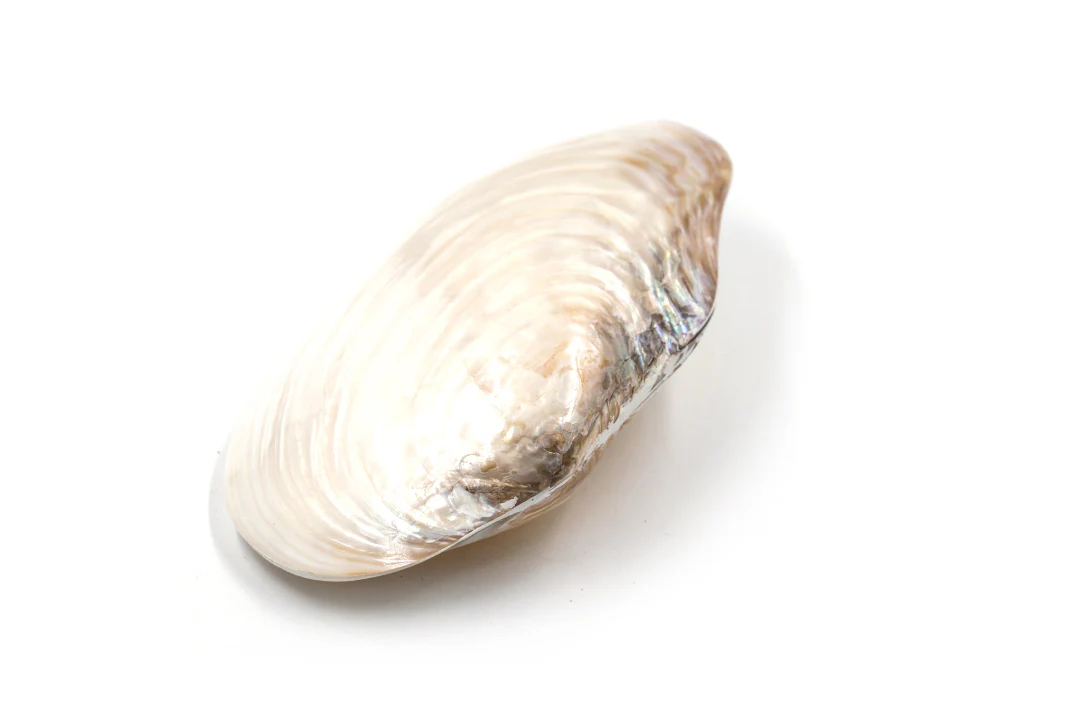 Giant Pearl White Mussel Shell Pair - Image 3