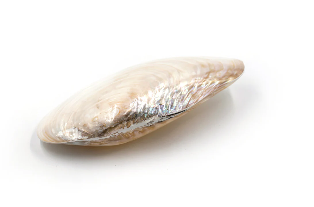 Giant Pearl White Mussel Shell Pairs - Pack of 5 - Image 4