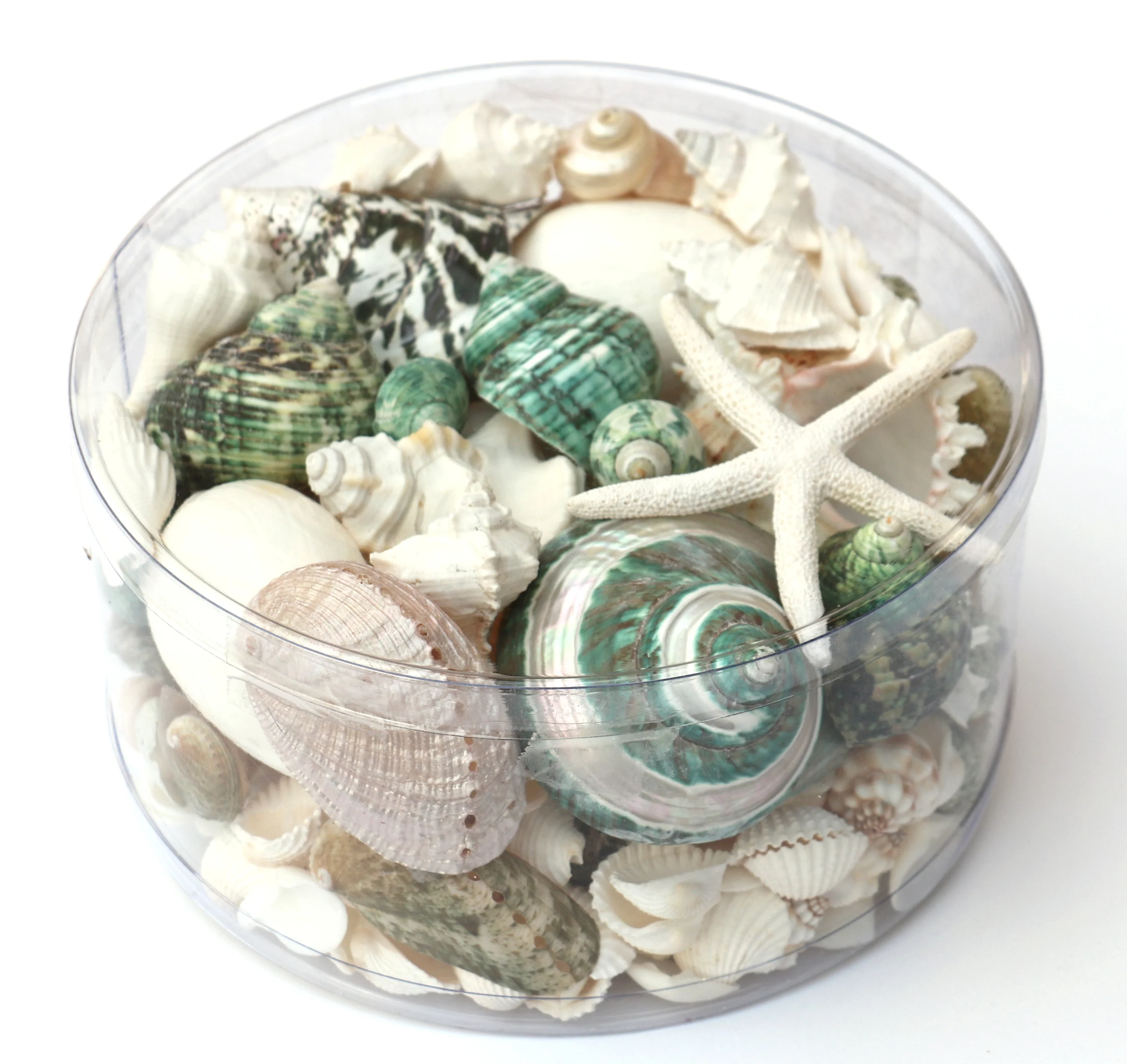 Premium Seashell Pack - Green Jade - Image 12
