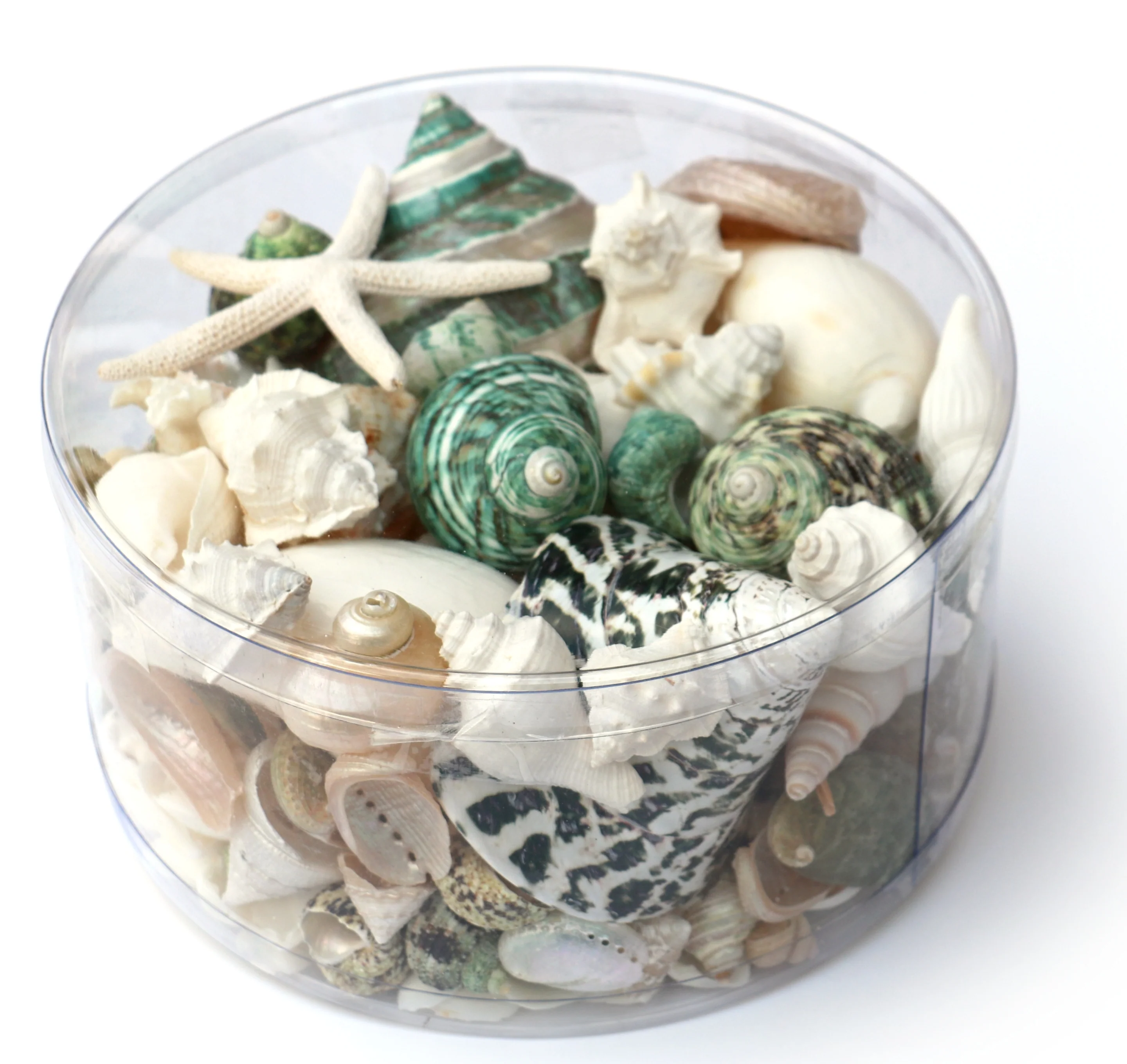 Premium Seashell Pack - Green Jade - Image 4