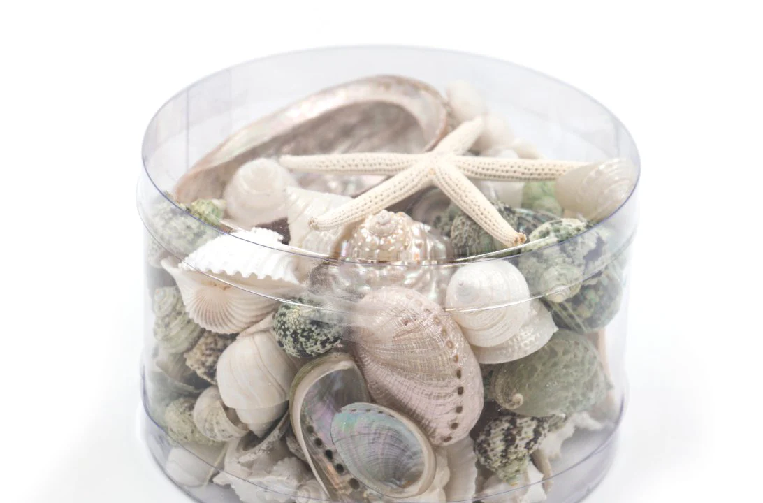 Premium Seashell Pack - Green Jade - Image 7