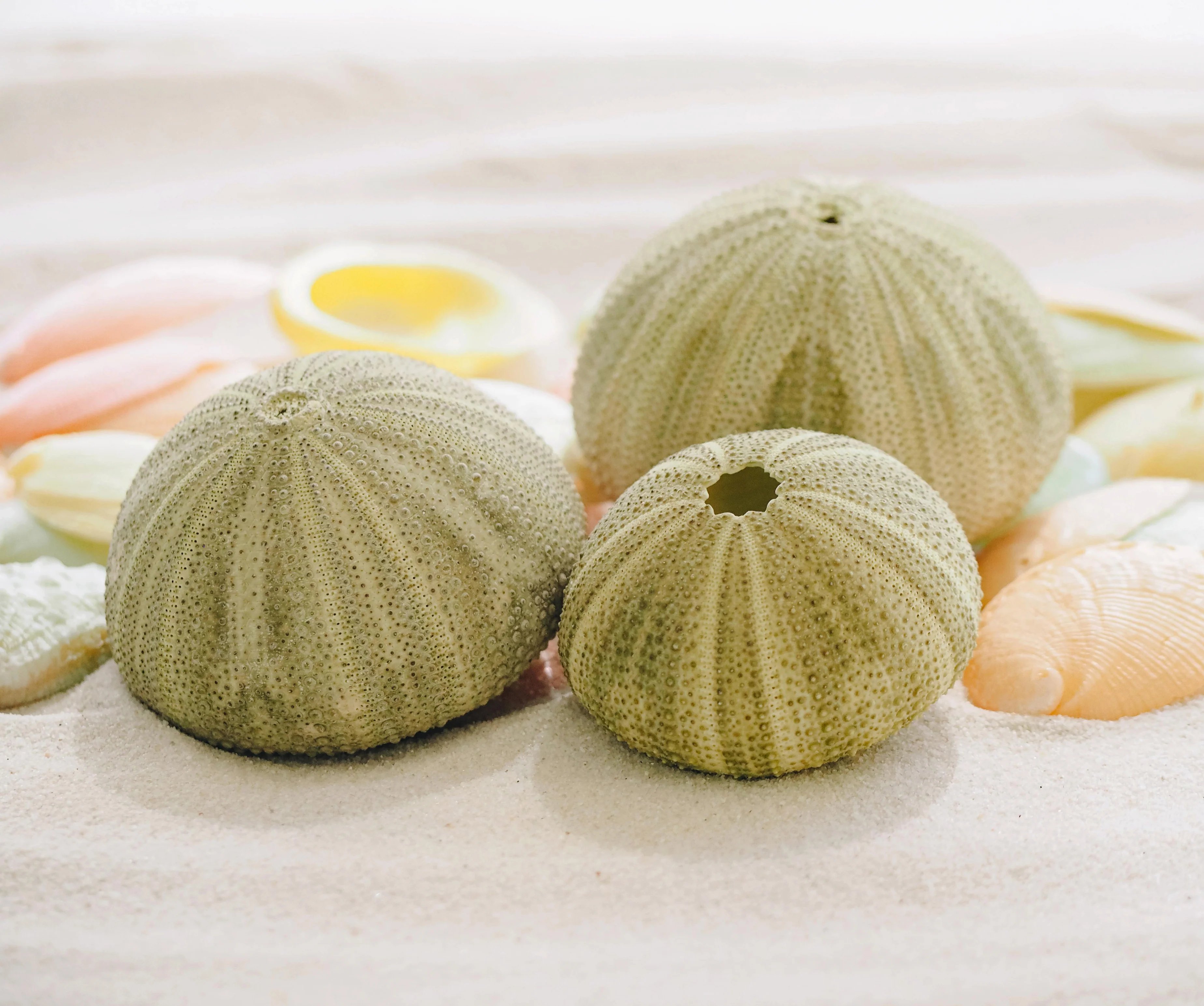 Sage Green Sea Urchin - Pack of 10 - Image 4
