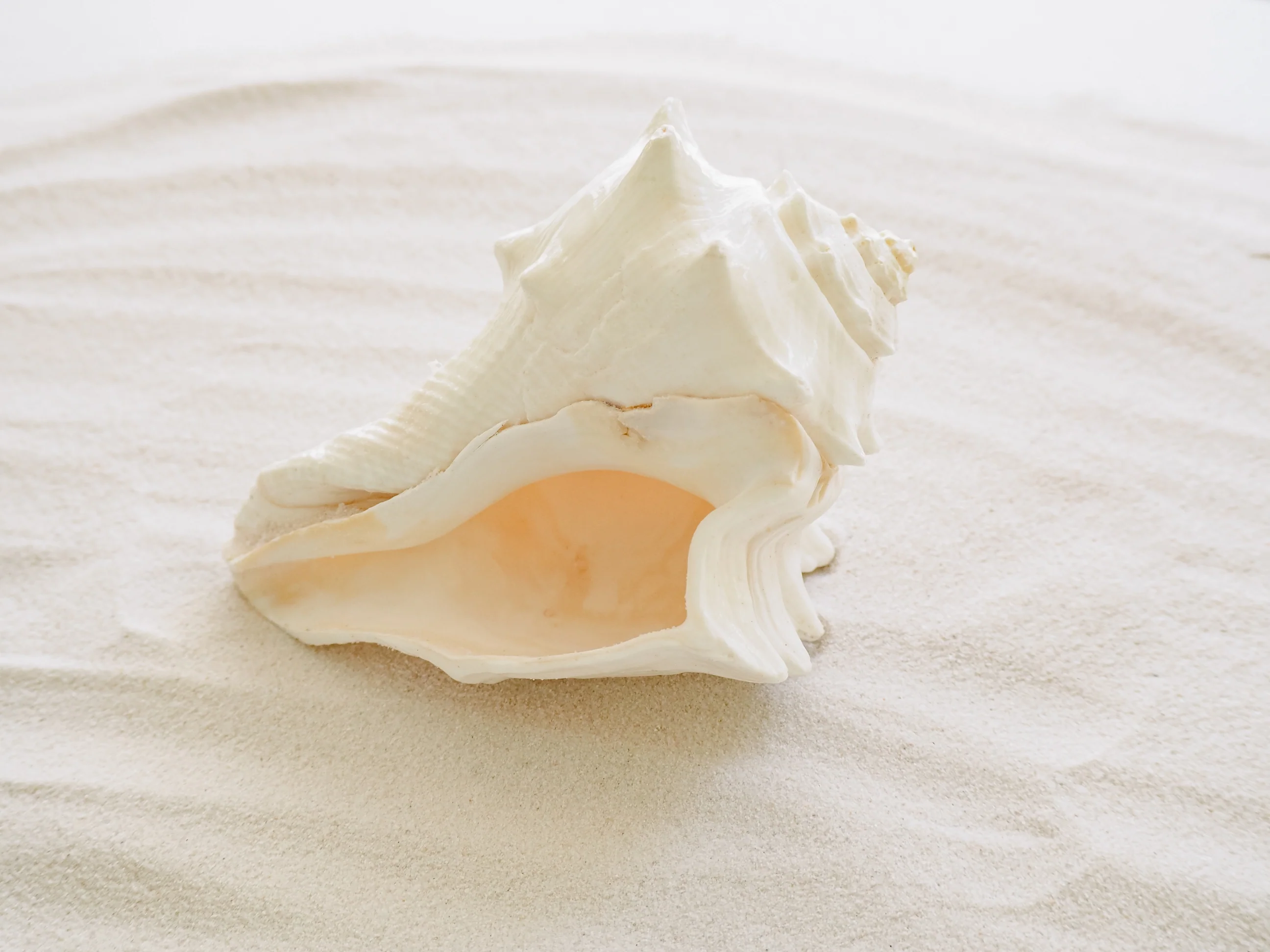 White Heavy Conch Shell - Image 3