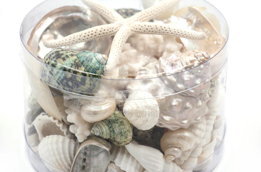 Premium Coral and Seashell Pack - Green Jade - Image 4