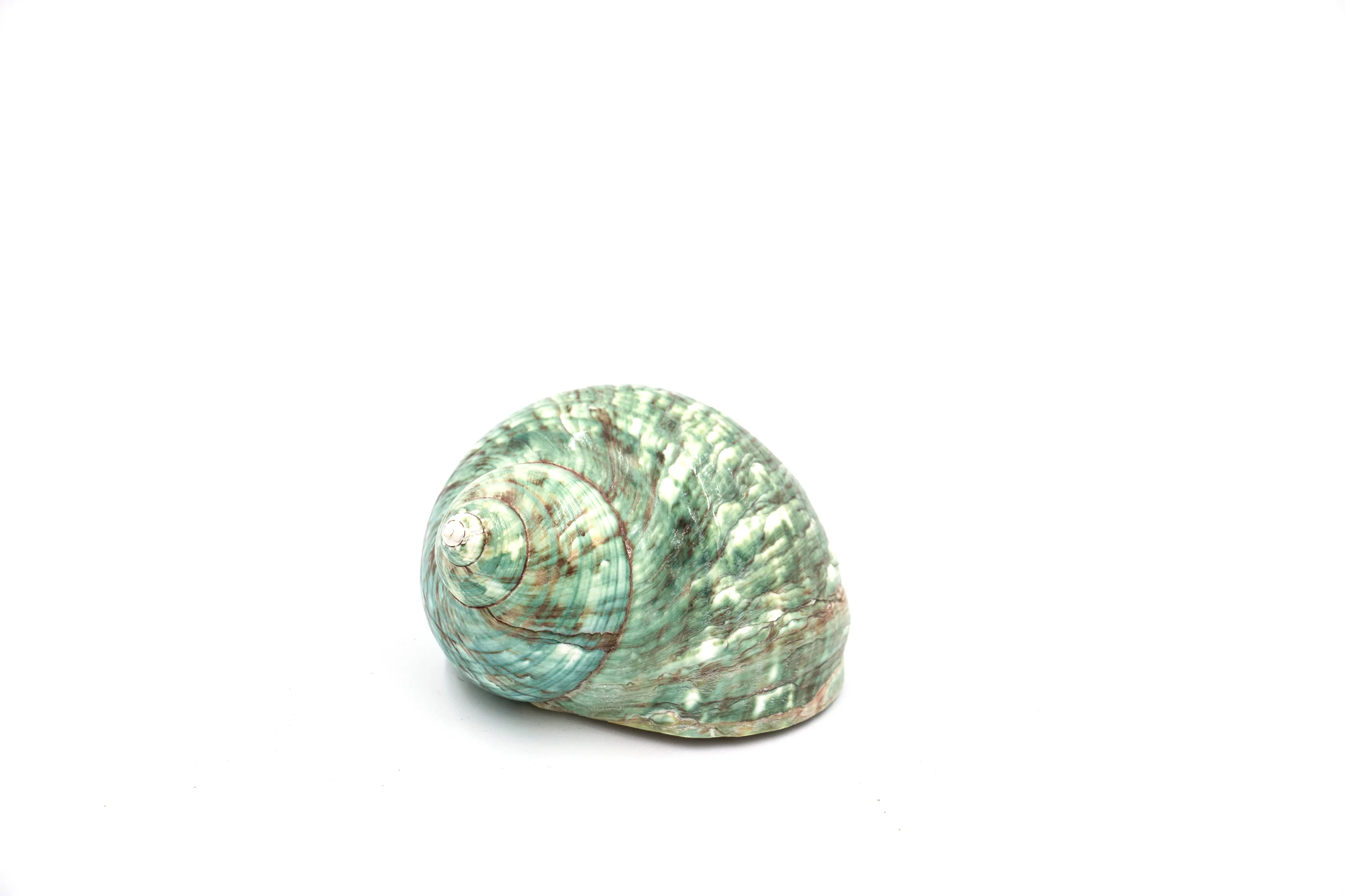 Jade Green Polished Turbo Shell - Pack of 10 - Image 2