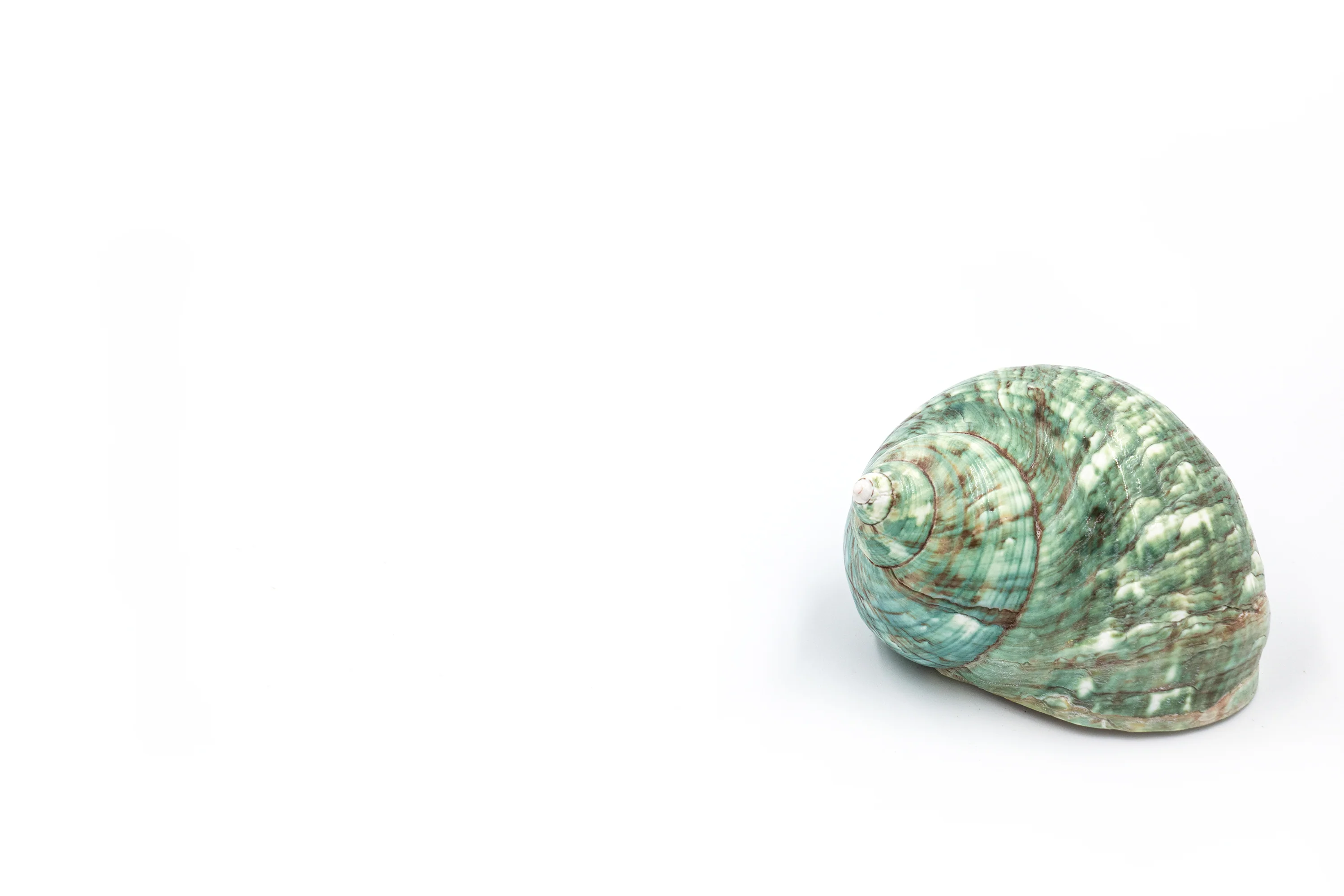 Jade Green Polished Turbo Shell - Pack of 10 - Image 3
