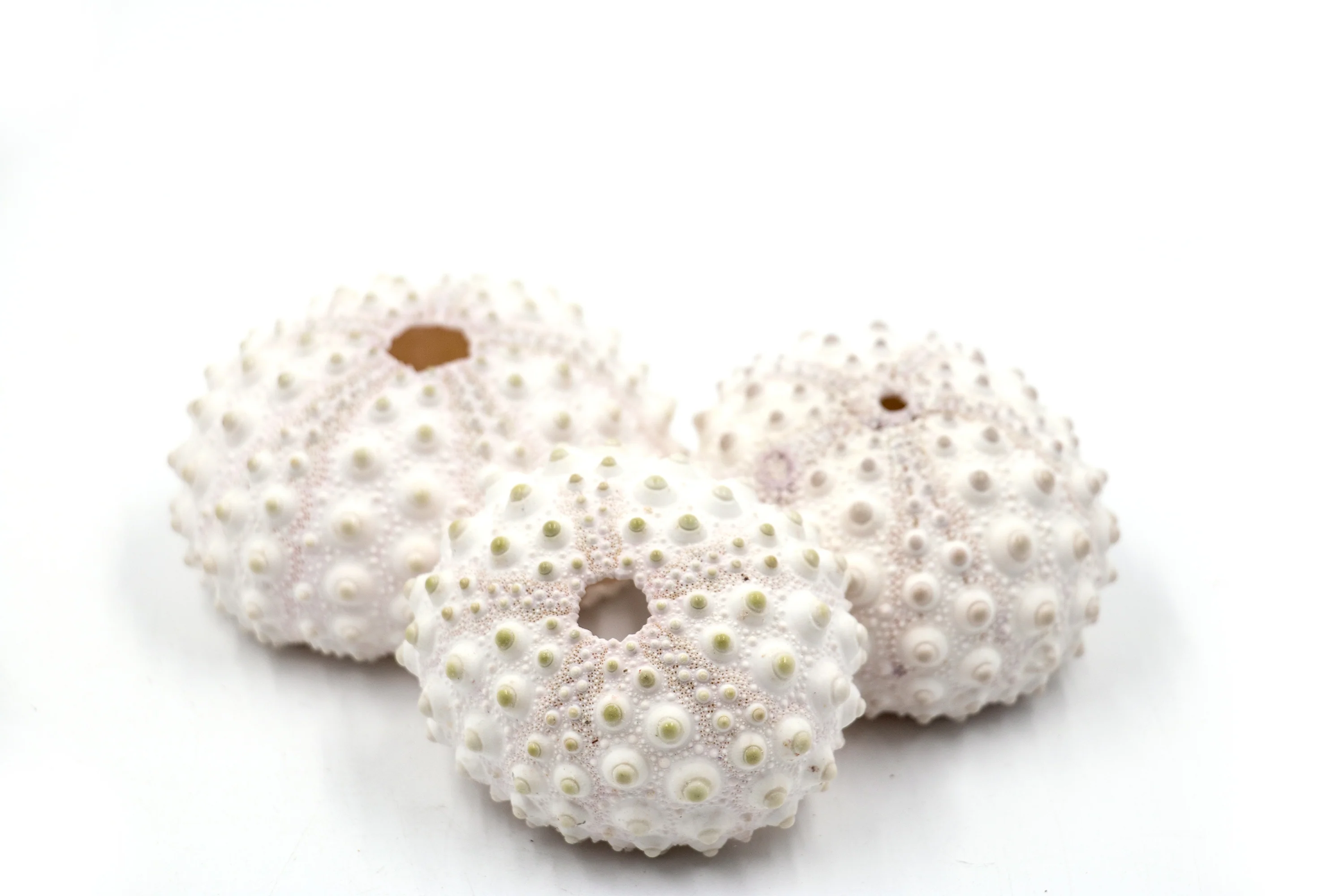 Pale Pink and White Knobby Sea Urchin - Pack of 10 - Image 4
