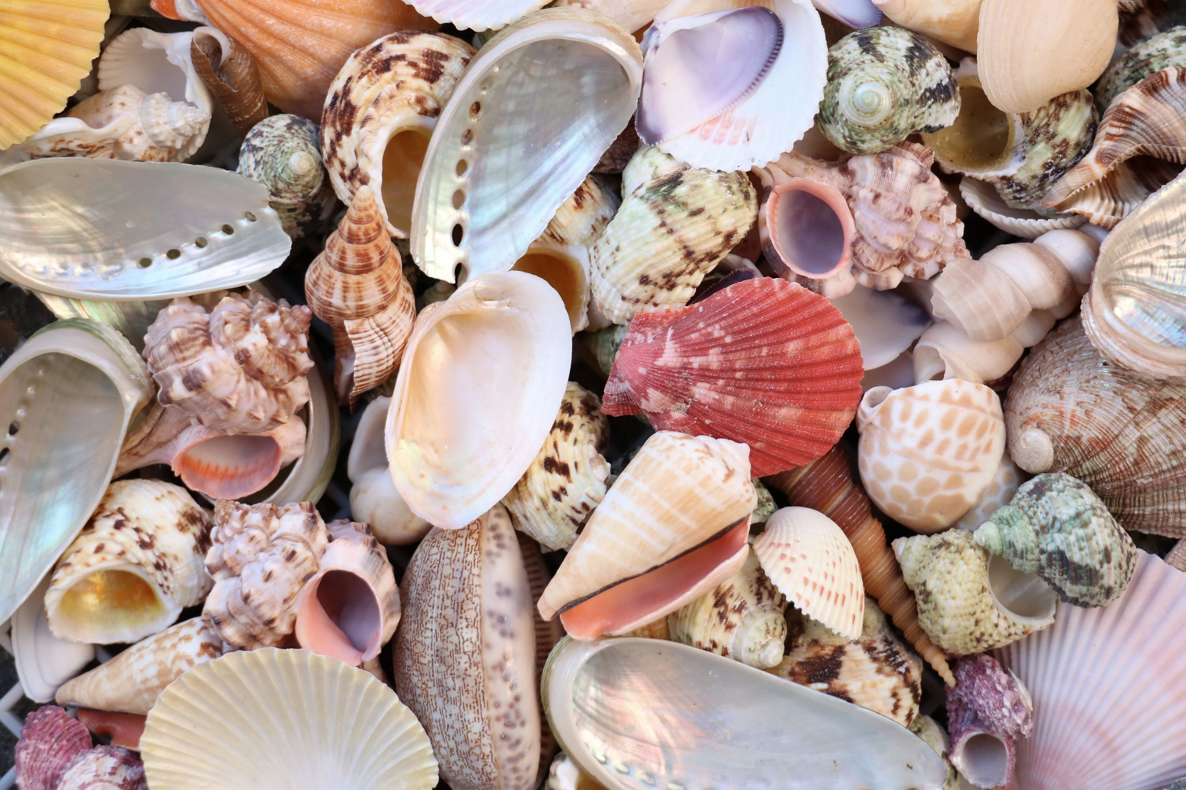 Large Assorted Seashell Mix - 1 Kg - Image 3