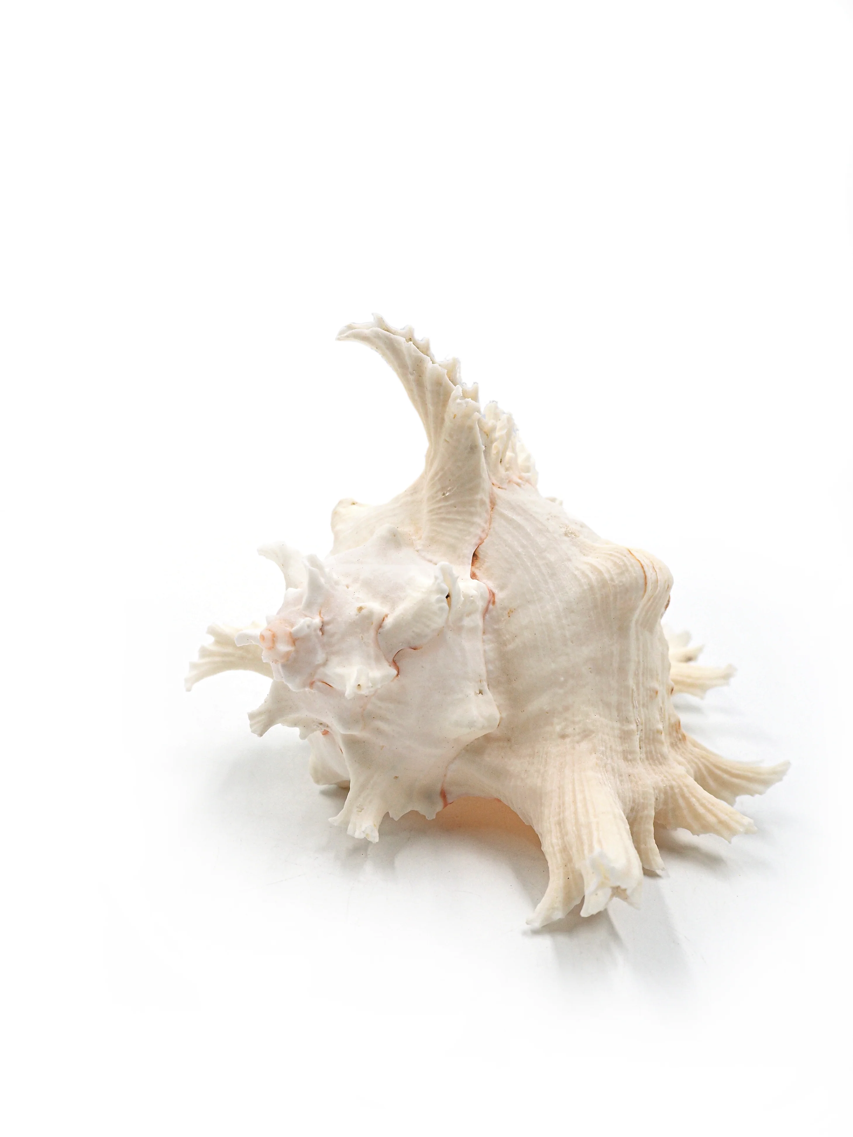 Extra Large White and Pink Murex Shell - Image 3