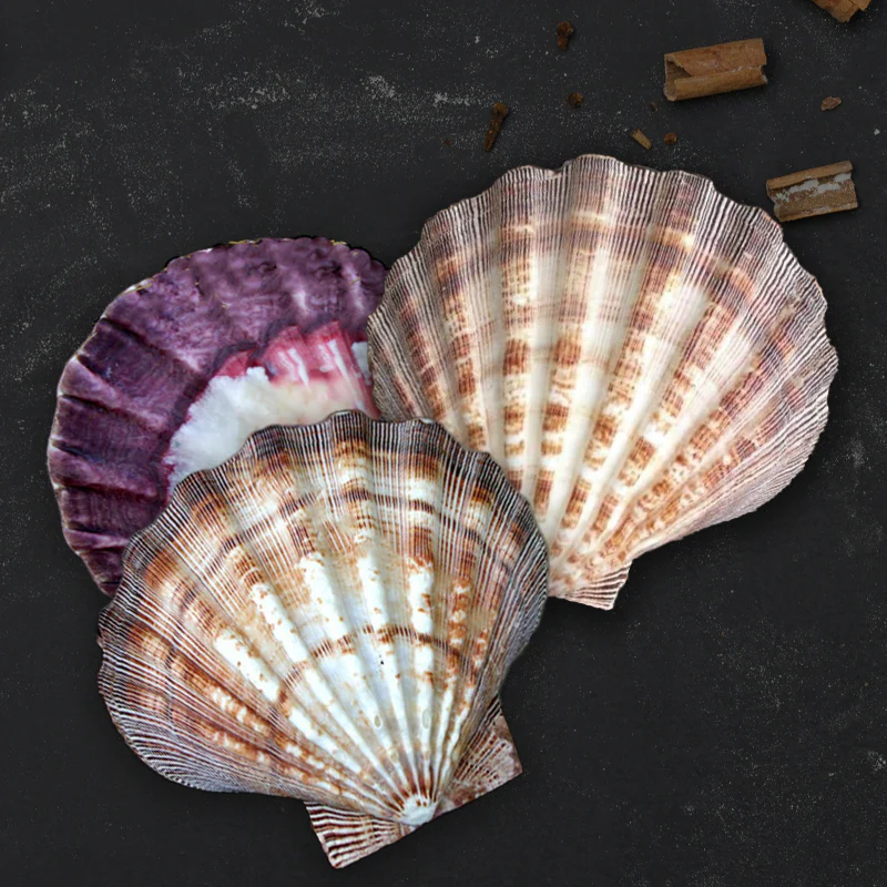 Large Lion's Paw Beige Deep Scallop Shells - Image 3