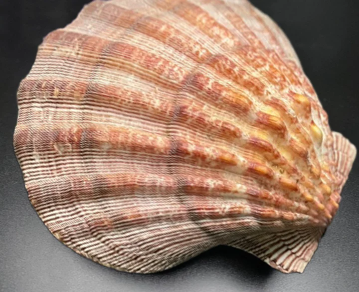 Large Lion's Paw Beige Deep Scallop Shells - Image 4