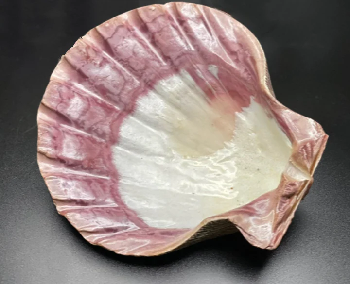 Large Lion's Paw Beige Deep Scallop Shells - Image 5