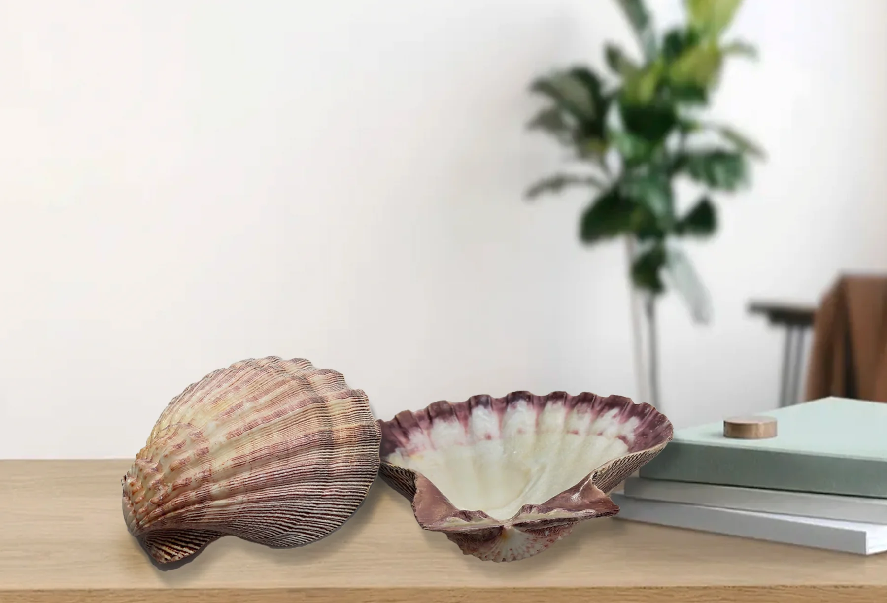 Large Lion's Paw Beige Deep Scallop Shells - Image 7