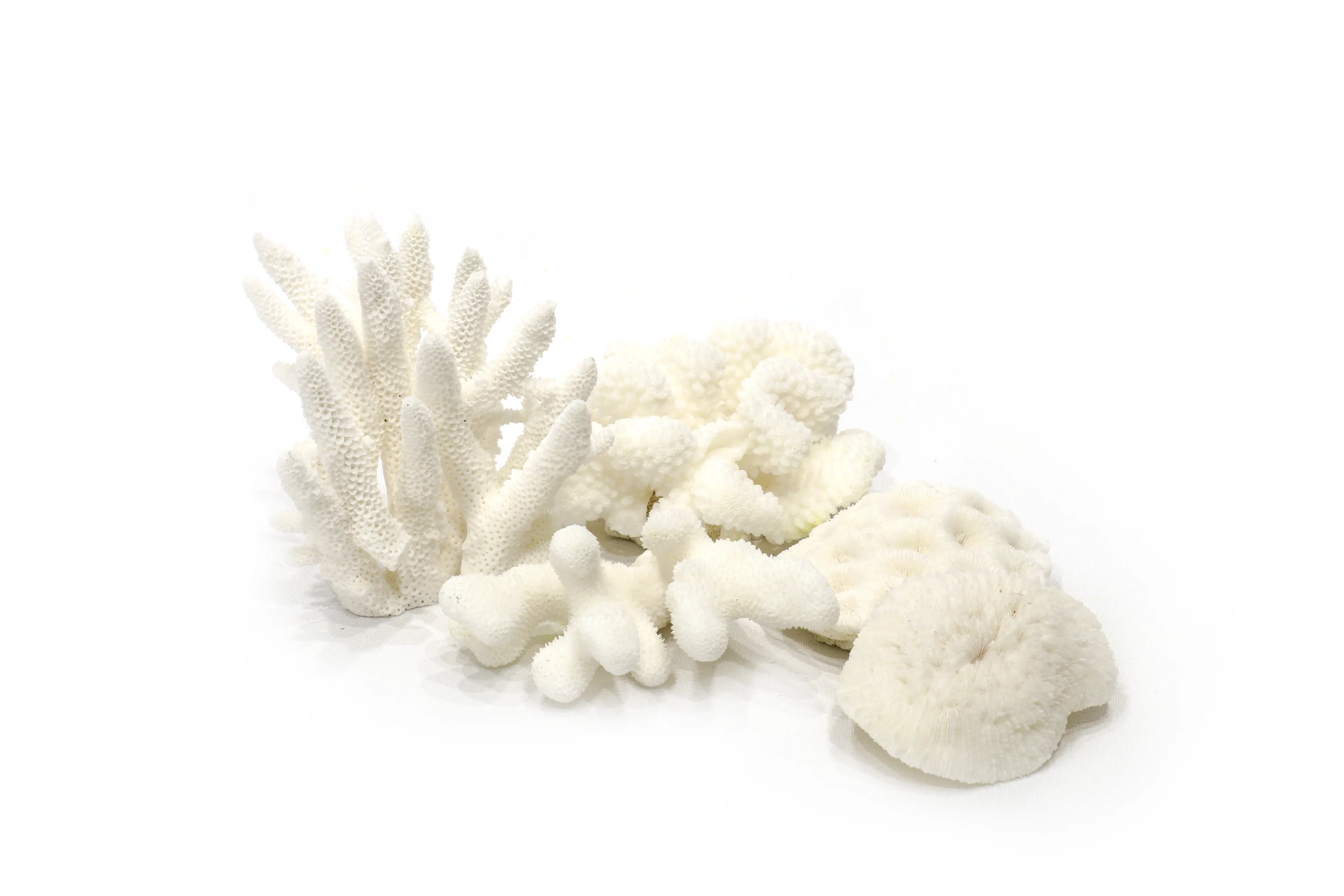 Little Wonders Coral (5 Pieces) - Image 4