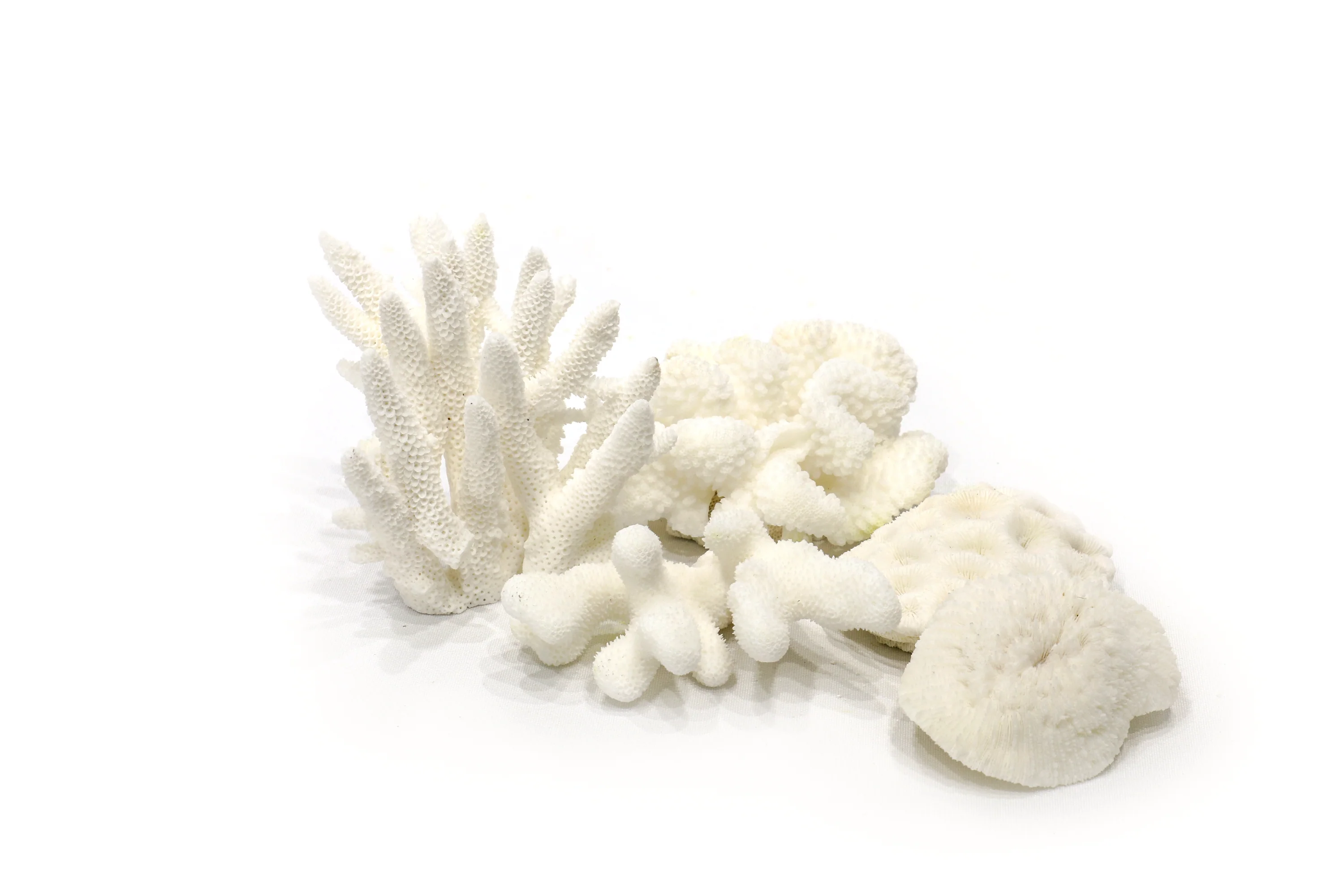 Little Wonders Coral (5 Pieces) - Image 5