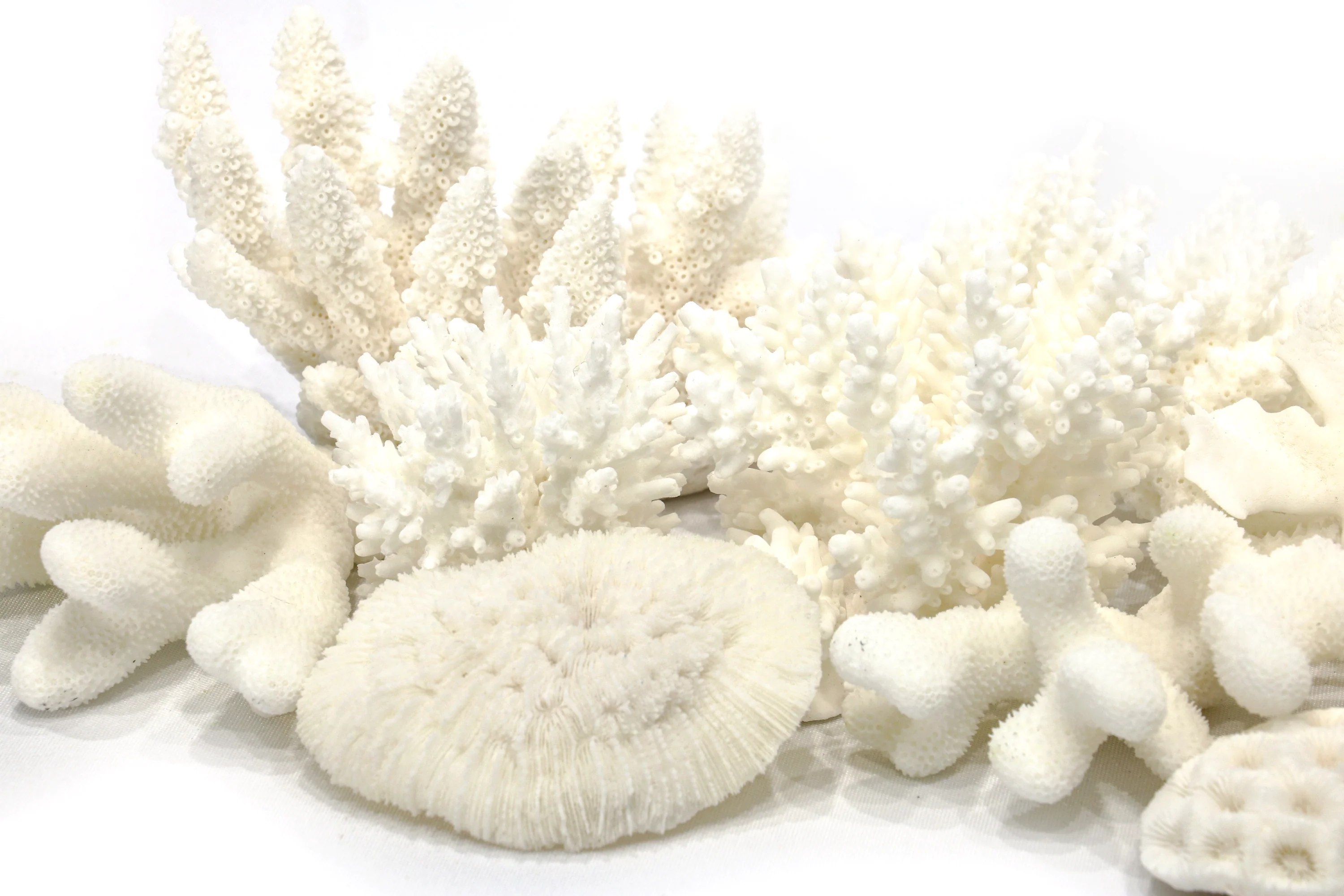 Little Wonders Coral (7 Pieces) - Image 4