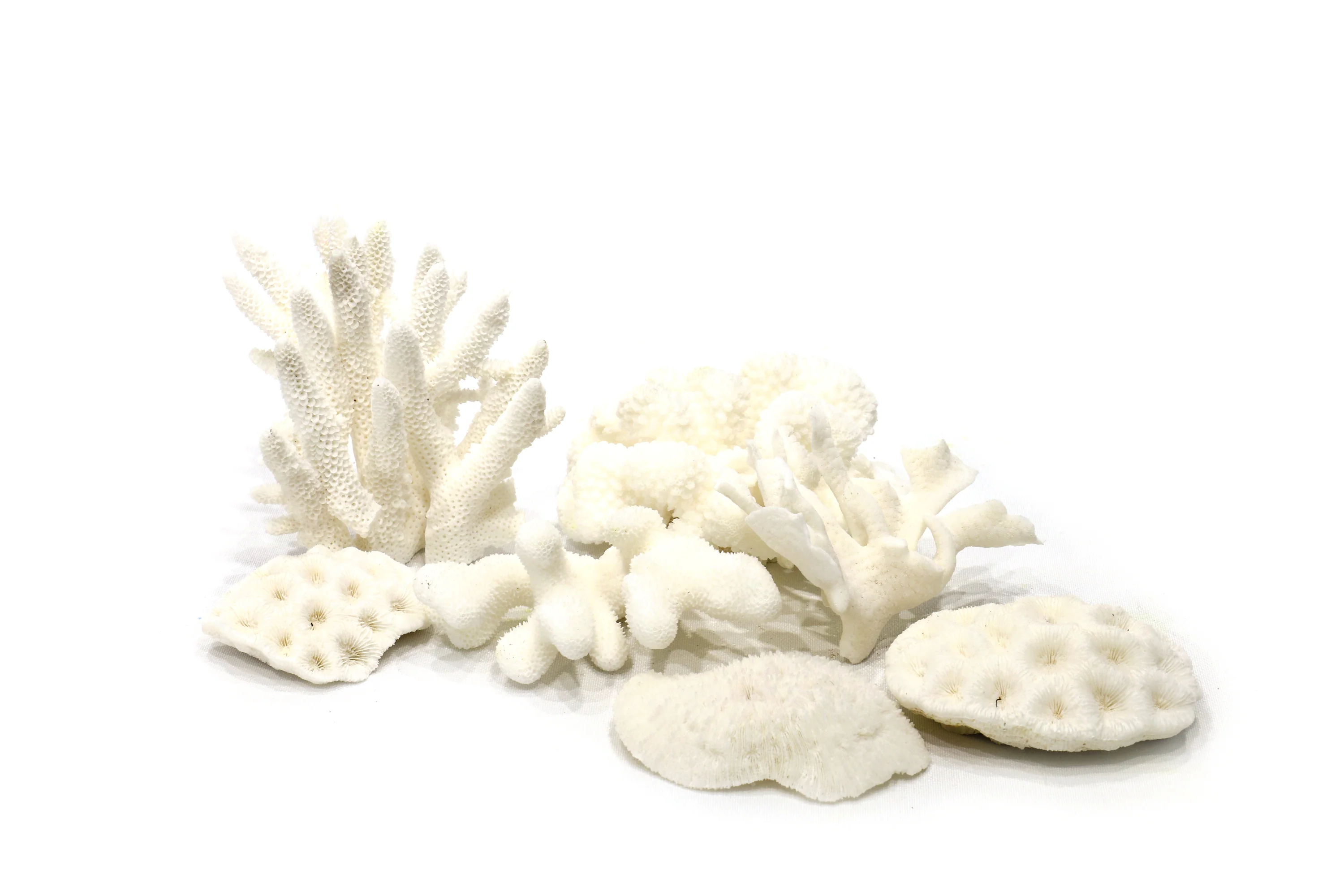 Little Wonders Coral (7 Pieces) - Image 5