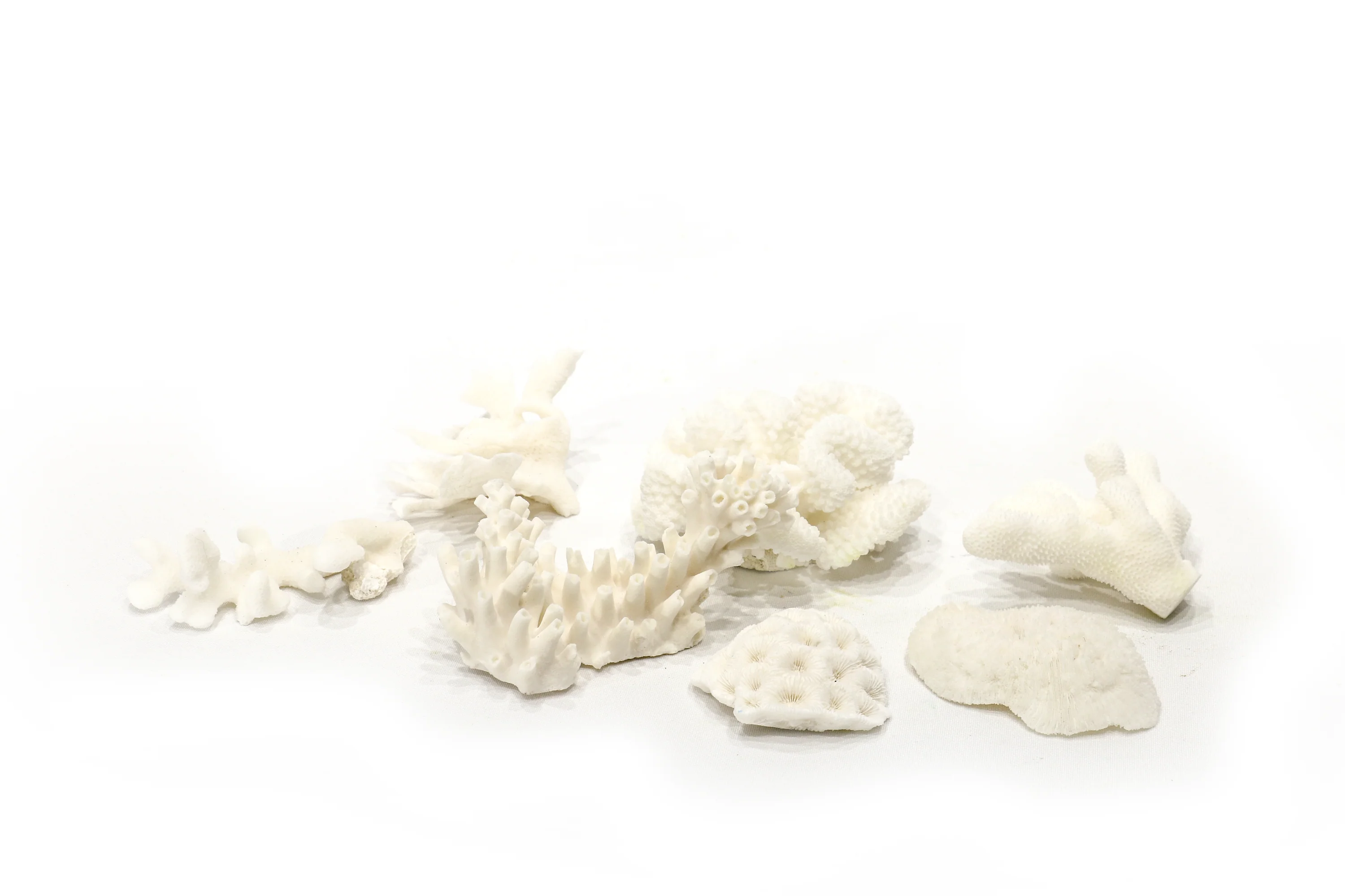 Little Wonders Coral (7 Pieces) - Image 6