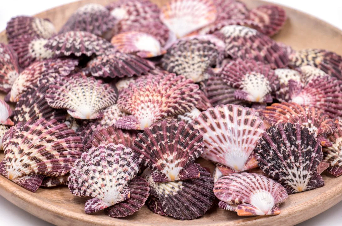 Magenta, Purple and White Scallop Shells - 1 Kg - Image 3