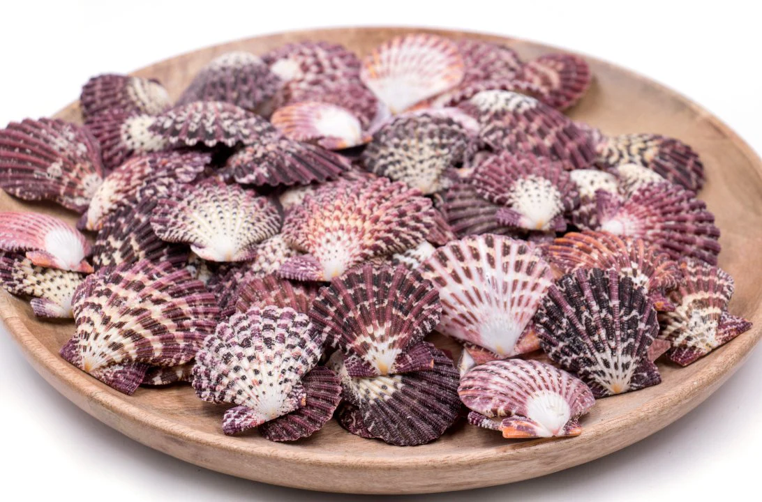 Magenta, Purple and White Scallop Shells - 1 Kg - Image 4