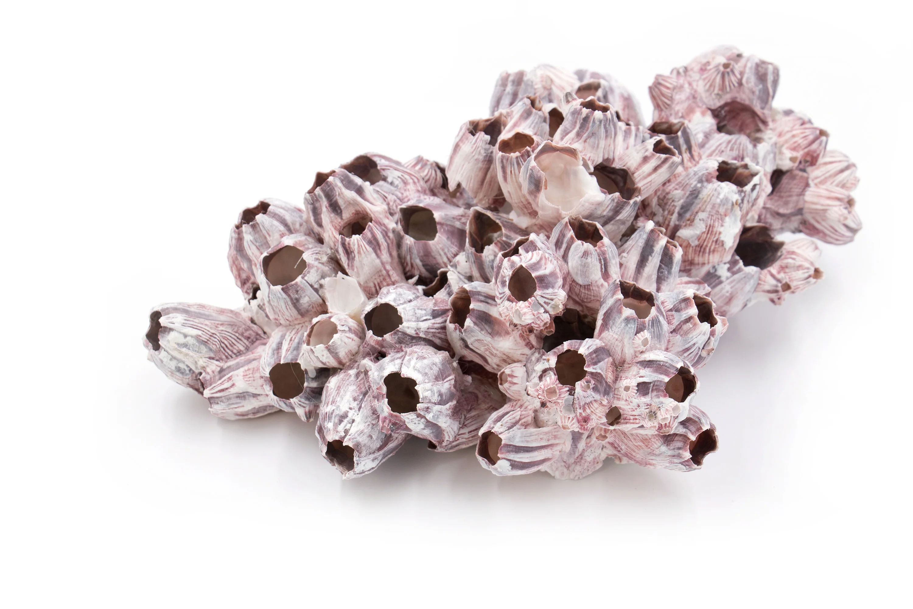 Large Pink and Purple Barnacle Clusters - Image 3