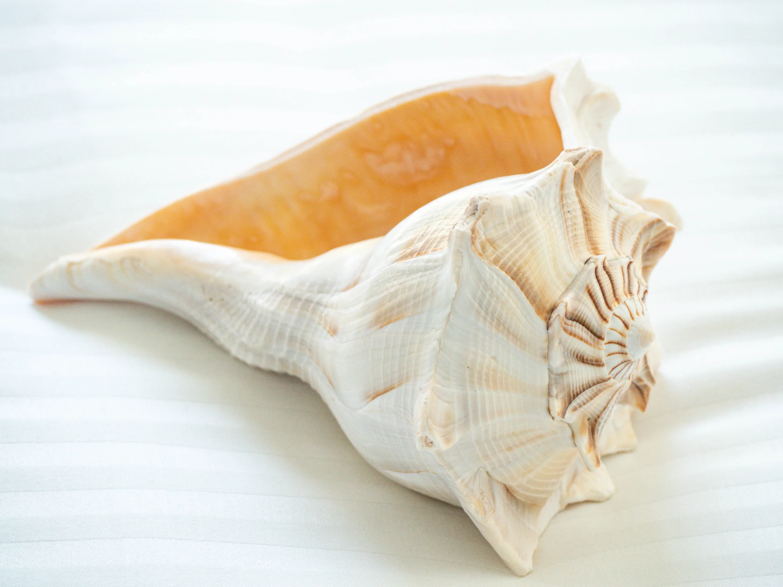 Natural Beige Left Handed Whelk Conch Seashell - Limited Stock - Image 3