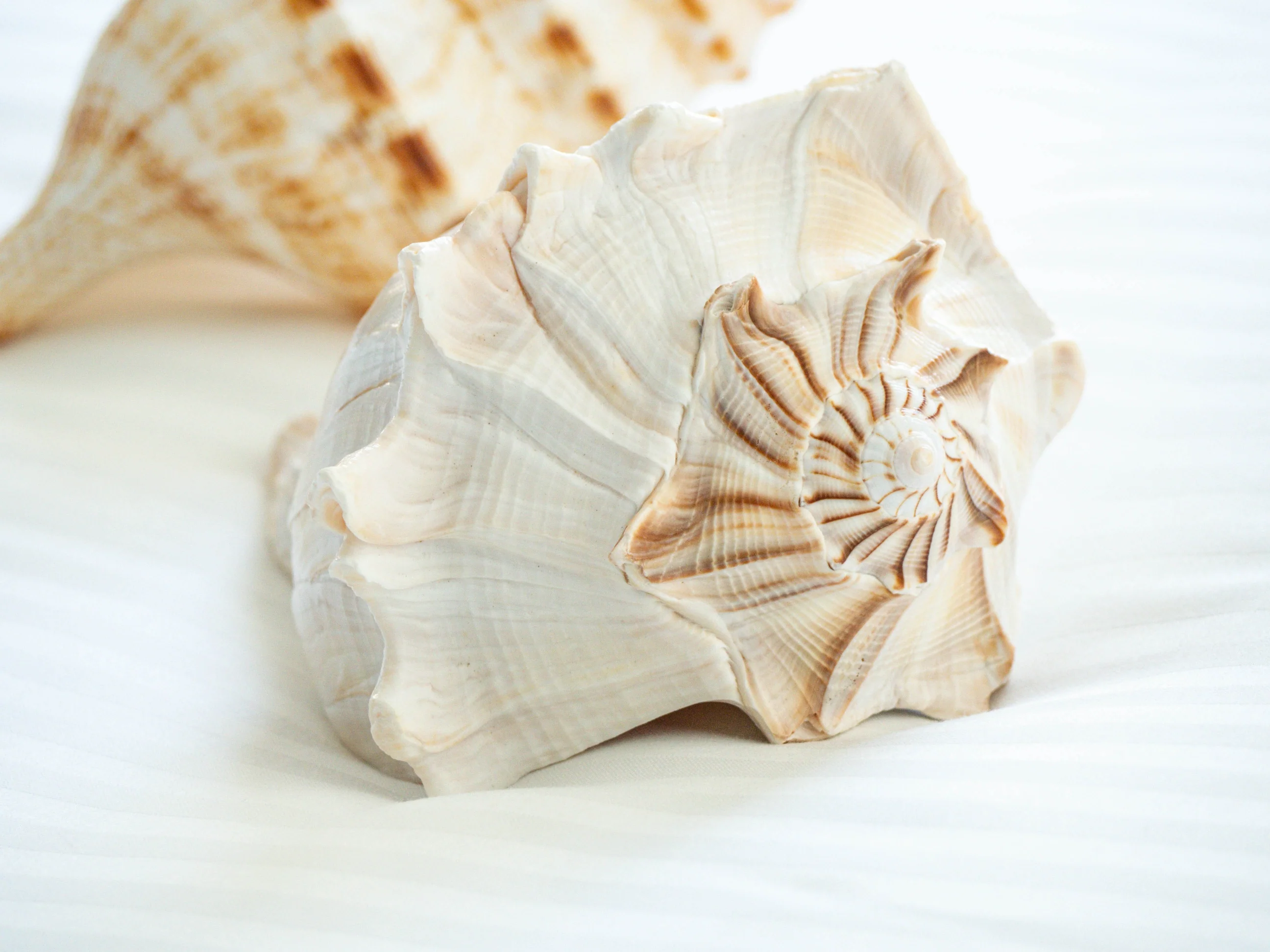 Natural Beige Left Handed Whelk Conch Seashell - Limited Stock - Image 4