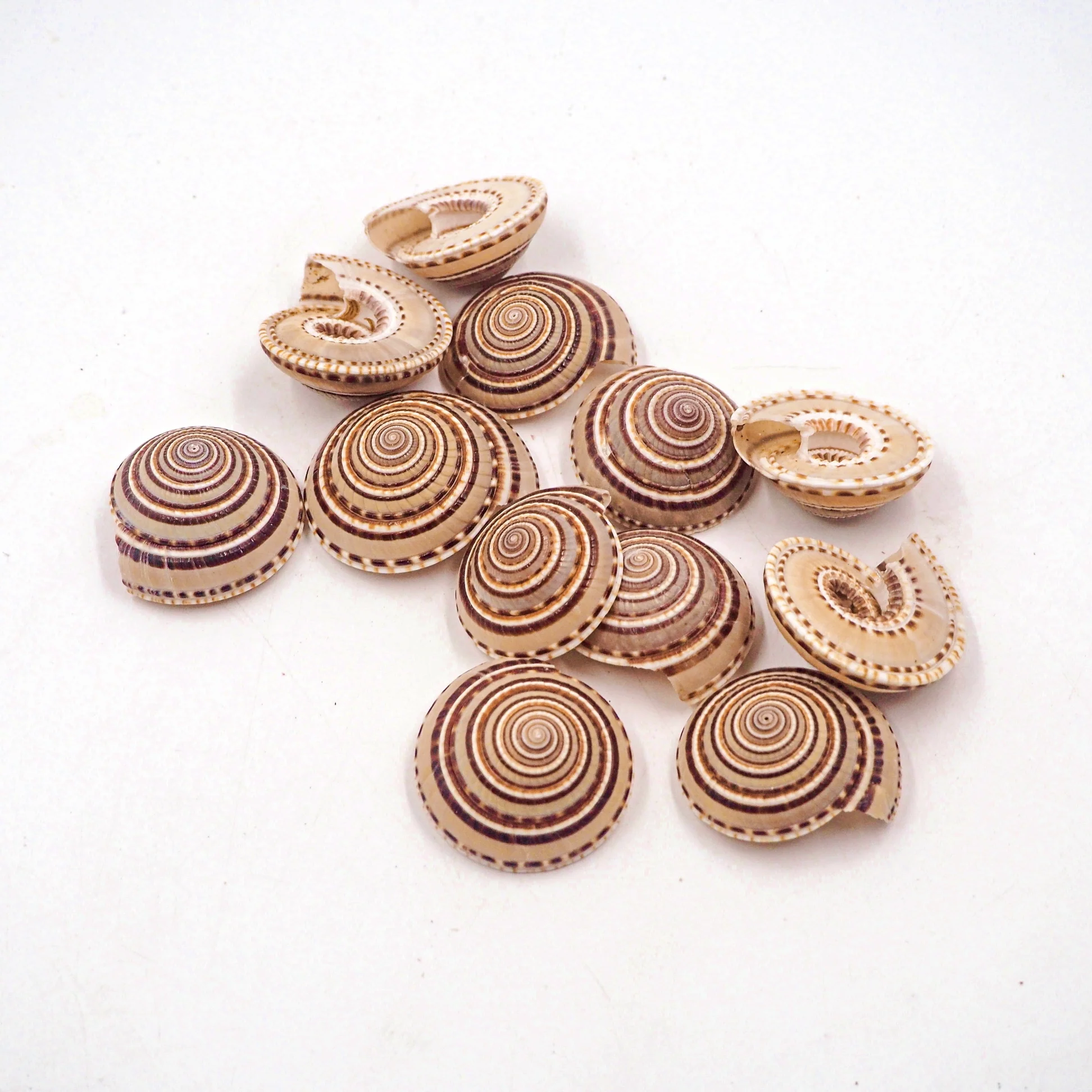 Natural Tan Spiral Sundial Shells - Pack 10, 25 and 50 - Image 2