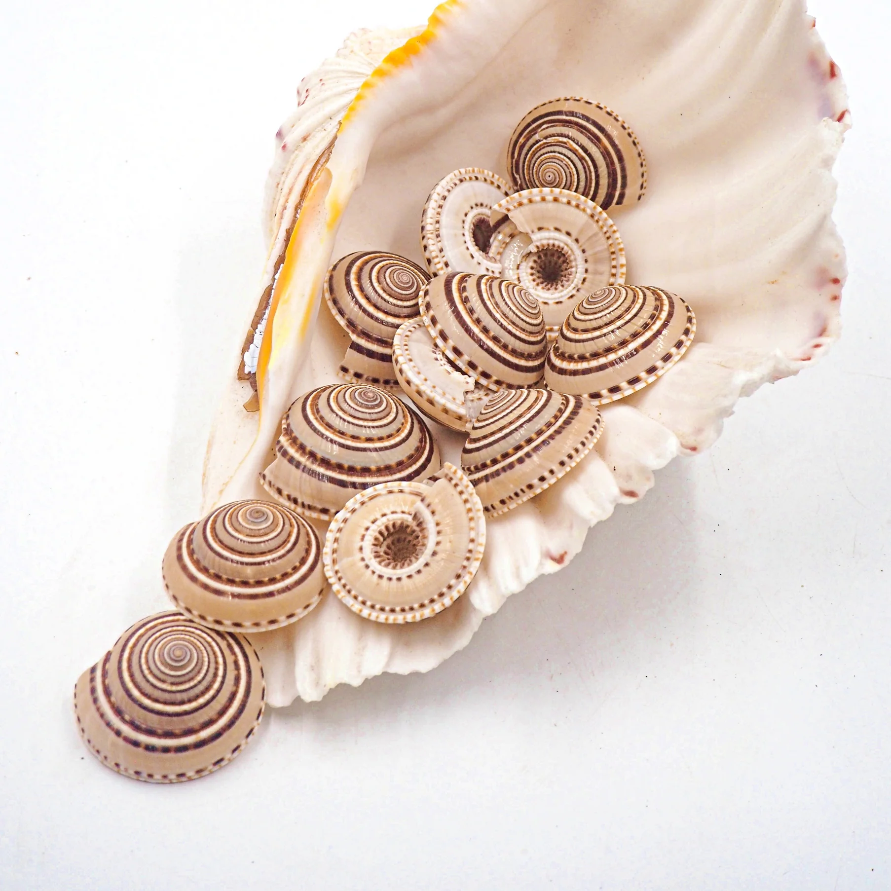 Natural Tan Spiral Sundial Shells - Pack 10, 25 and 50 - Image 3