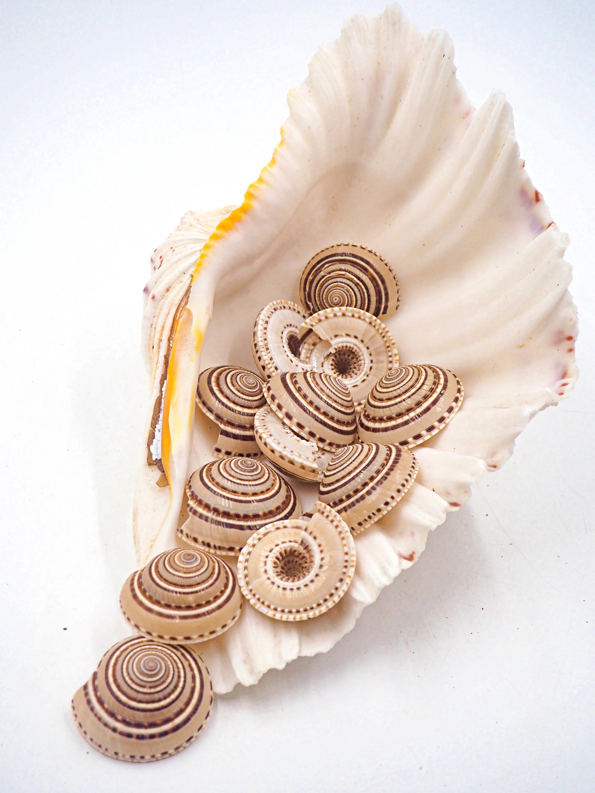 Natural Tan Spiral Sundial Shells - Pack 10, 25 and 50 - Image 4