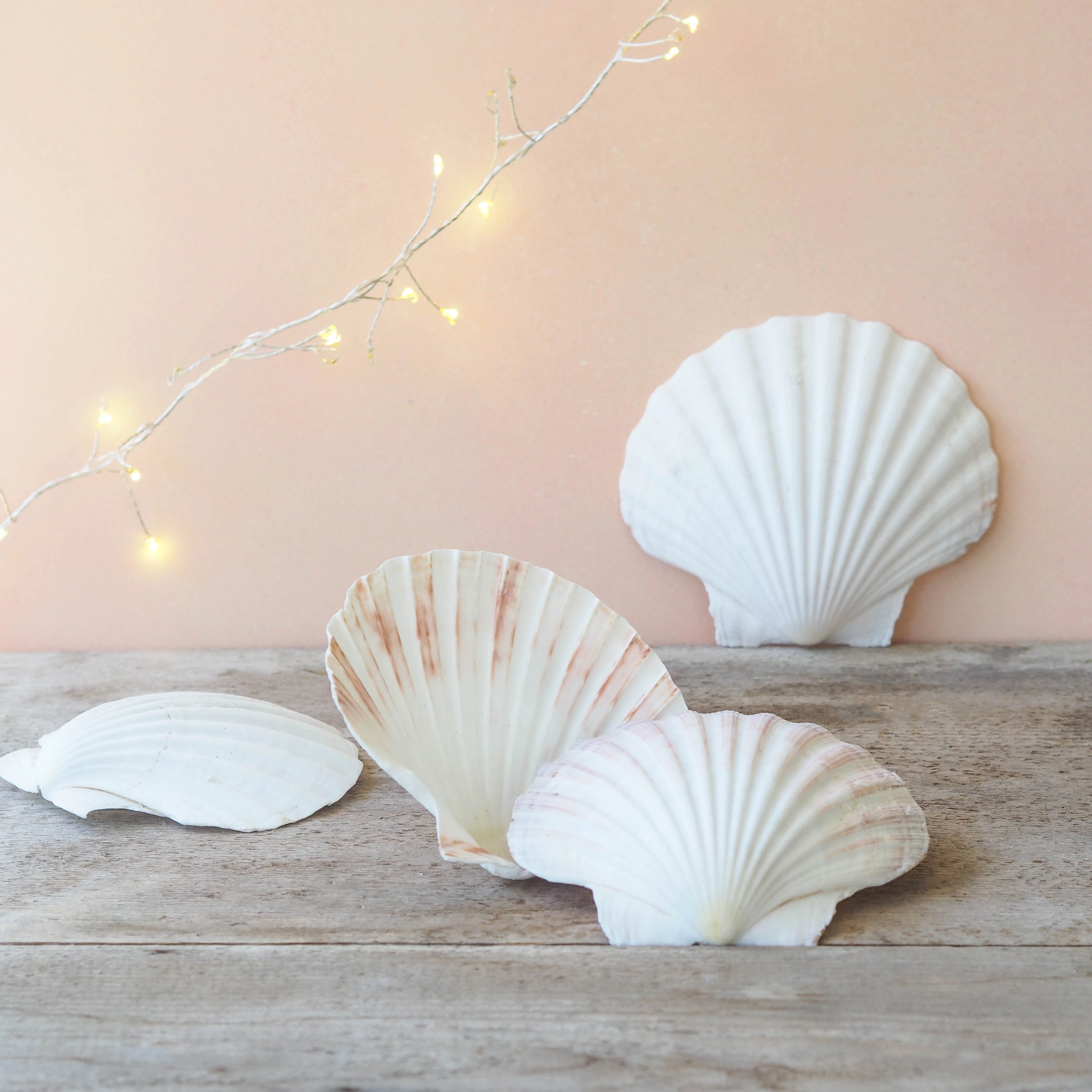 Natural White Deep Scallop Shells - Pack 10 - Image 3