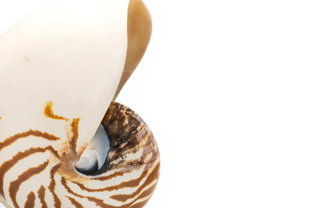 Premium Striped Nautilus Shell - Image 3