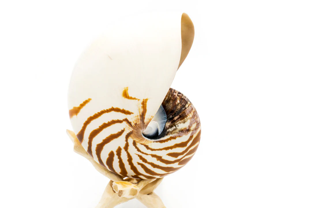 Premium Striped Nautilus Shell - Image 4