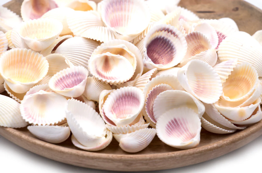 Pink and Yellow Cockle Shells - 1 Kg - Image 4